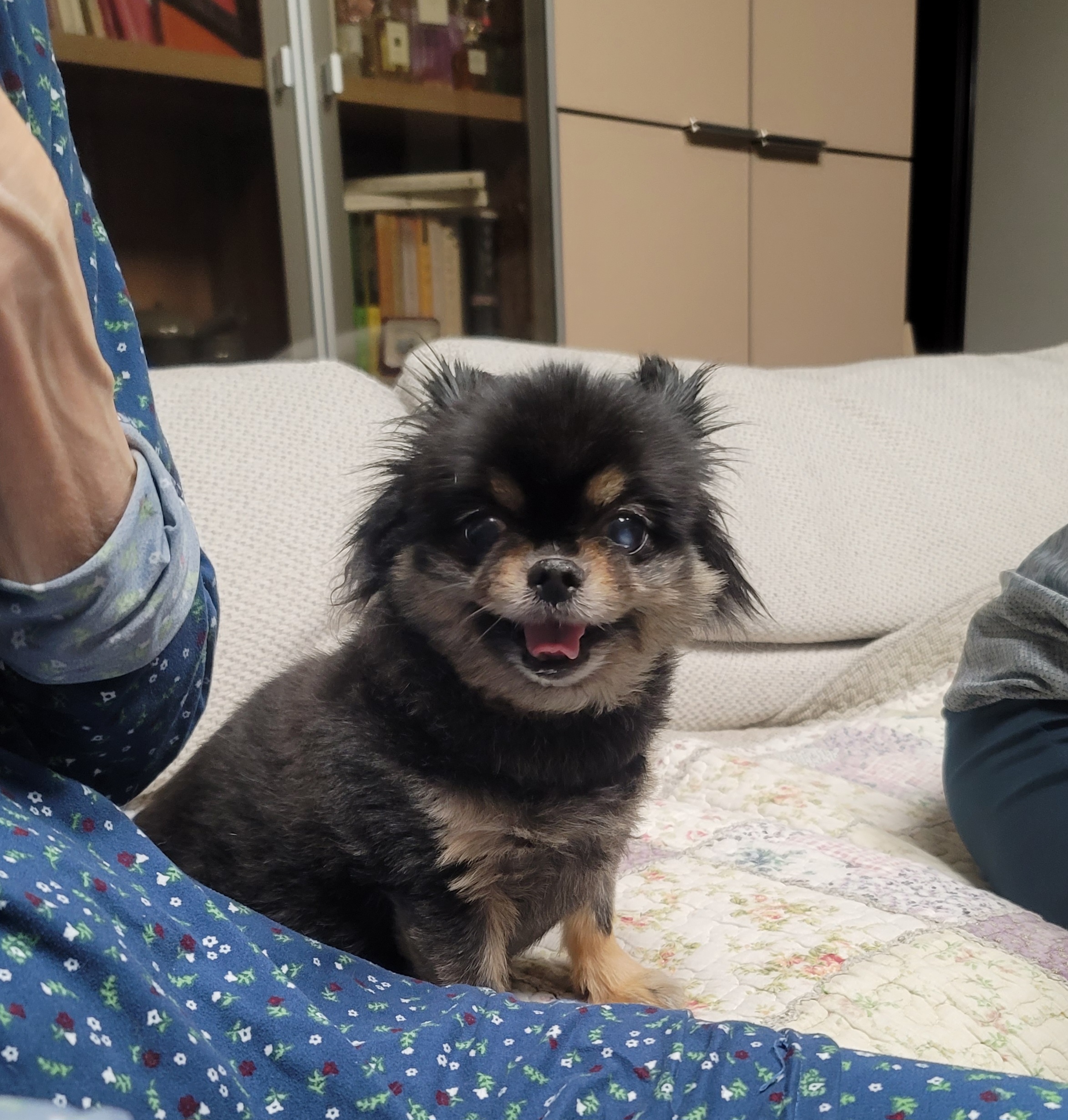왕밤이 입양 후 3년...