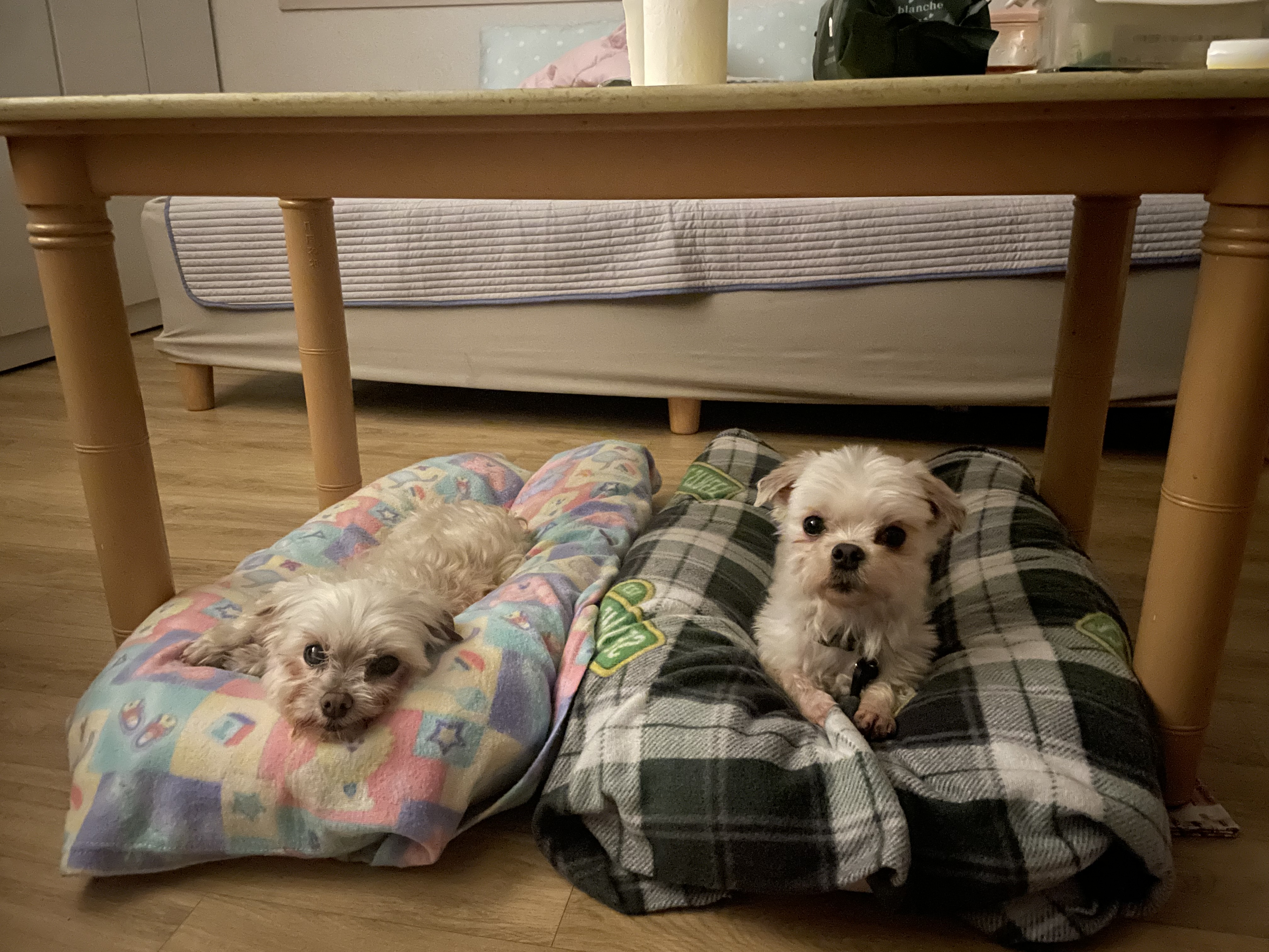 리우ㅡ로즈