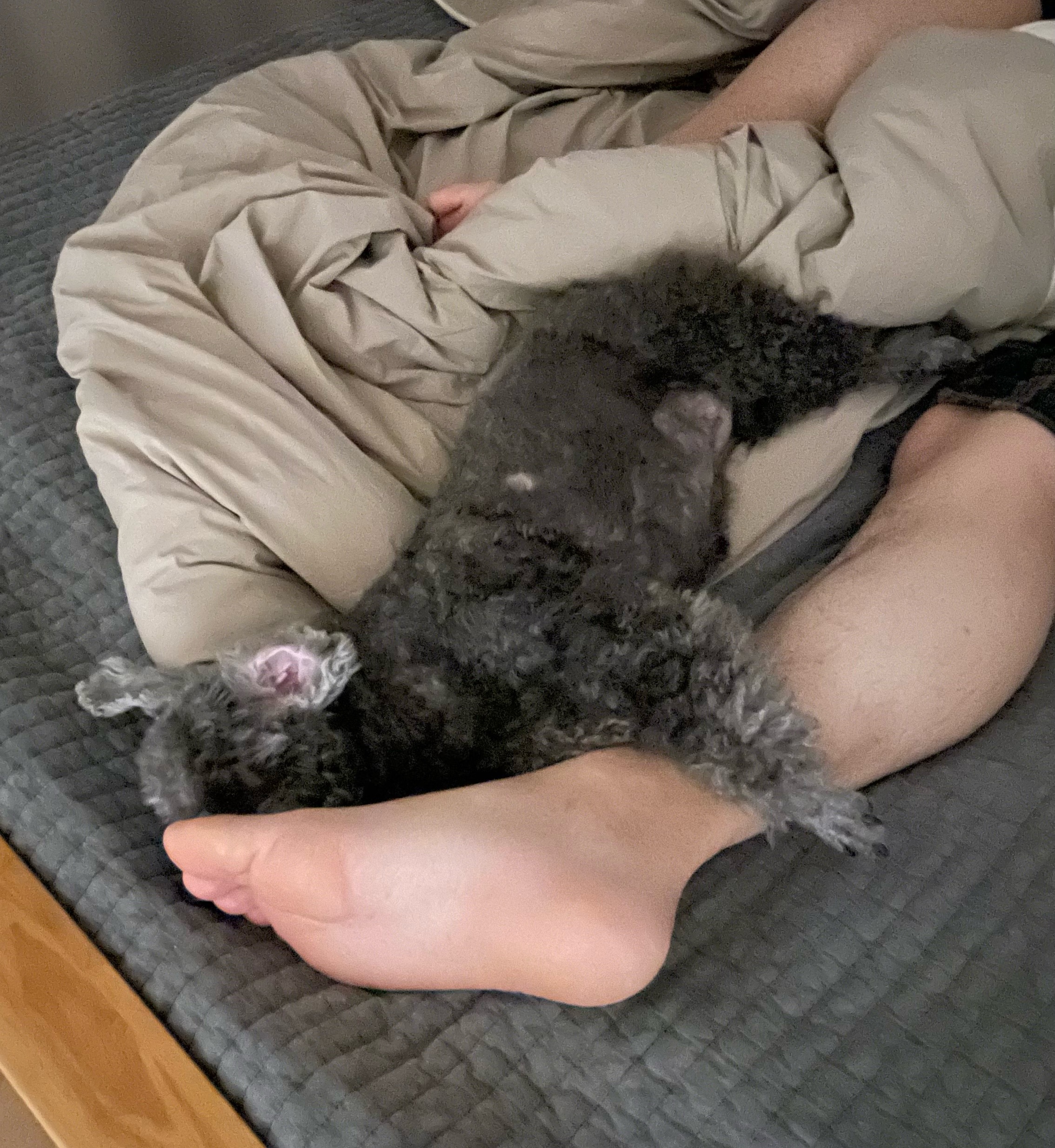 후추 입양 만 4년이 넘었어요~ (영천 엔쵸)