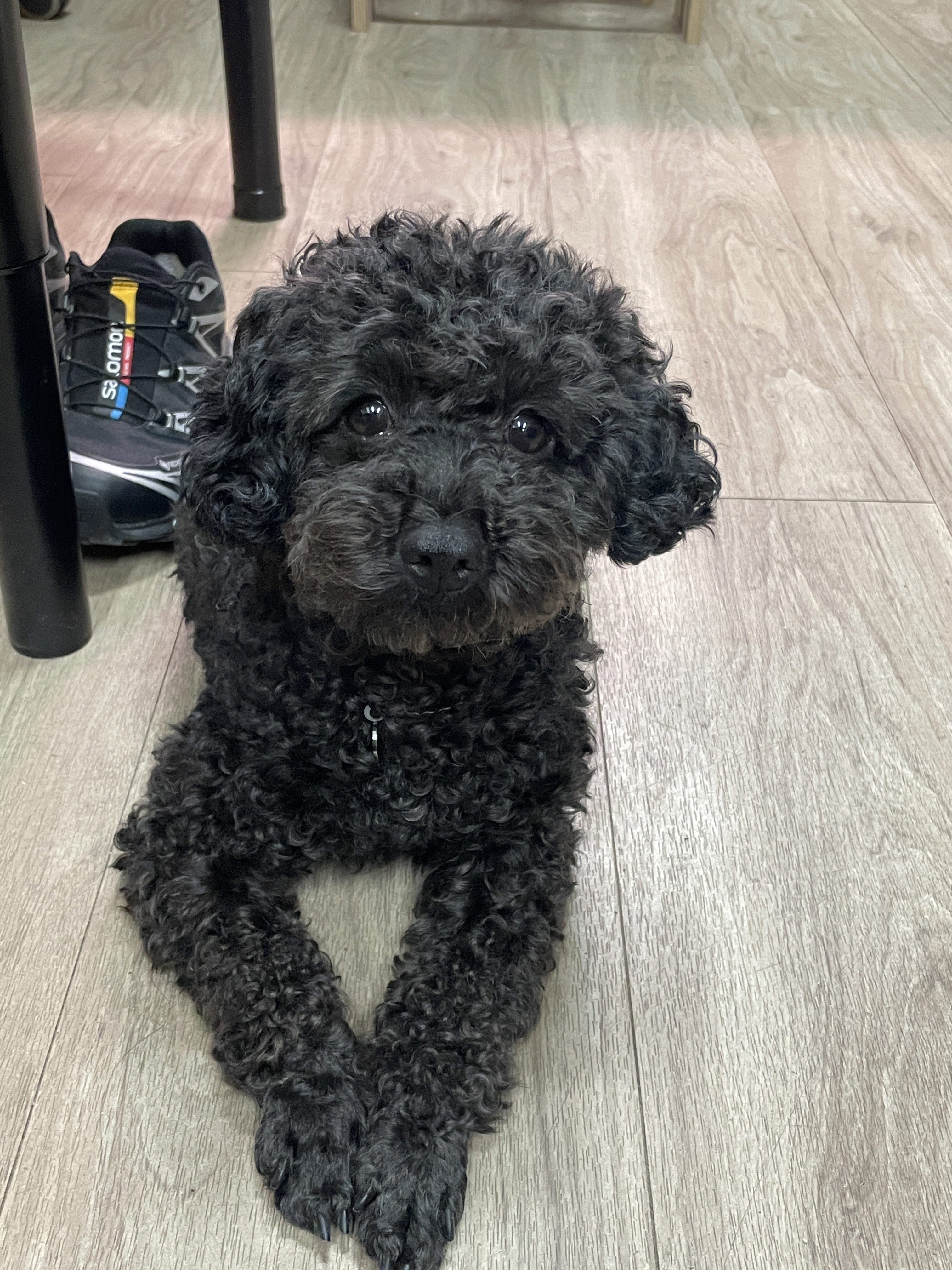 흑단(구 까푸) 한달