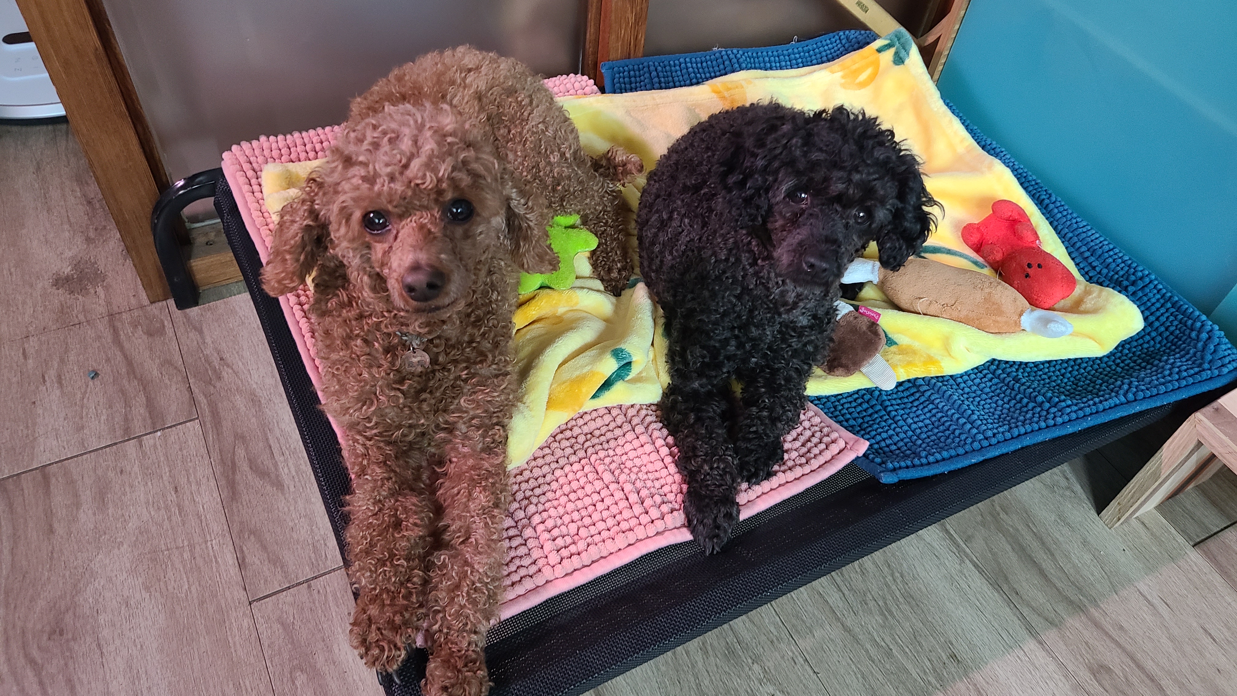 흑단(구 까푸) 한달