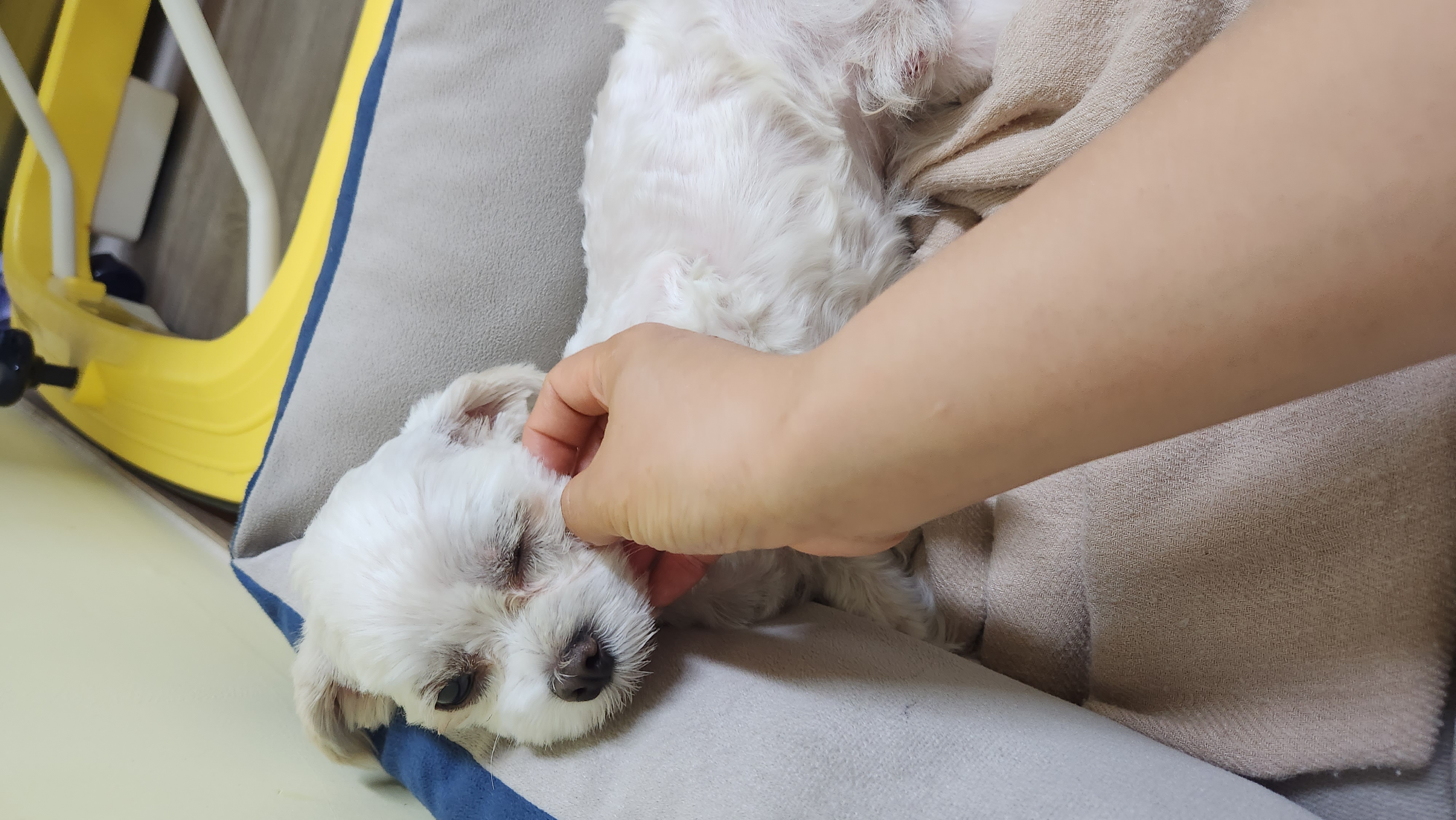 더덕이