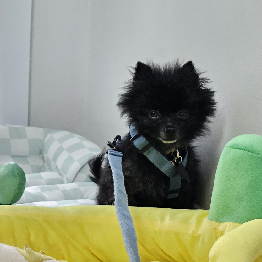 까곰이 일주일