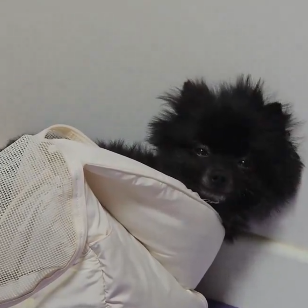 까곰이 일주일
