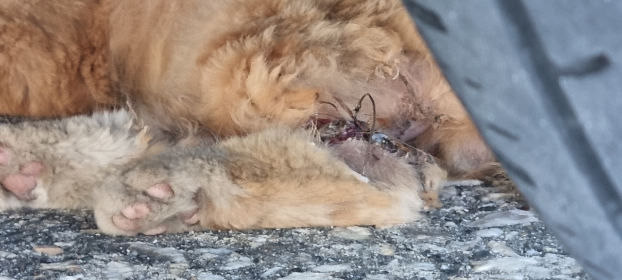 강릉시 주문진읍 고양이 발목 철사줄