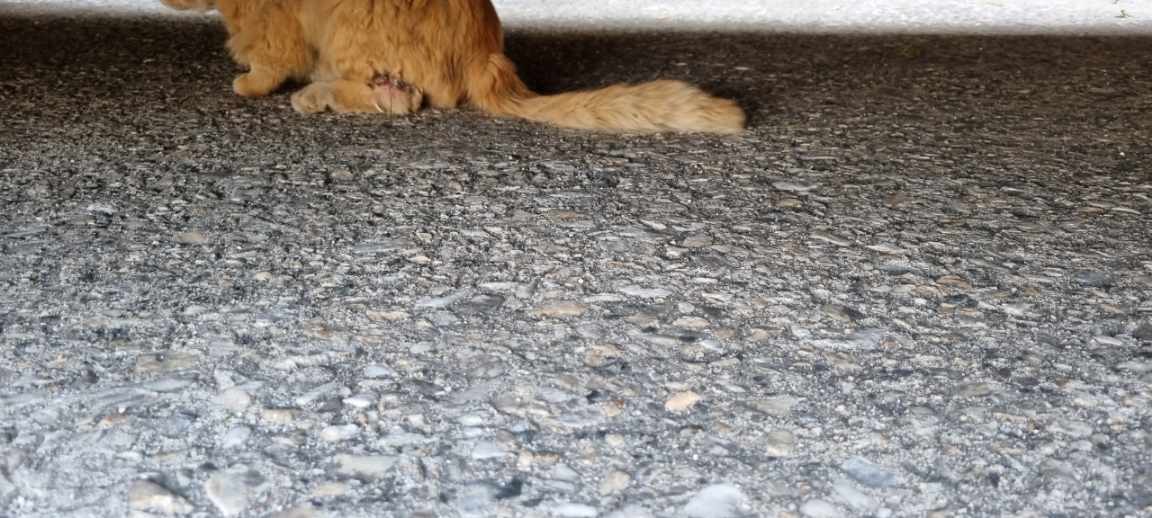 강릉시 주문진읍 고양이 발목 철사줄