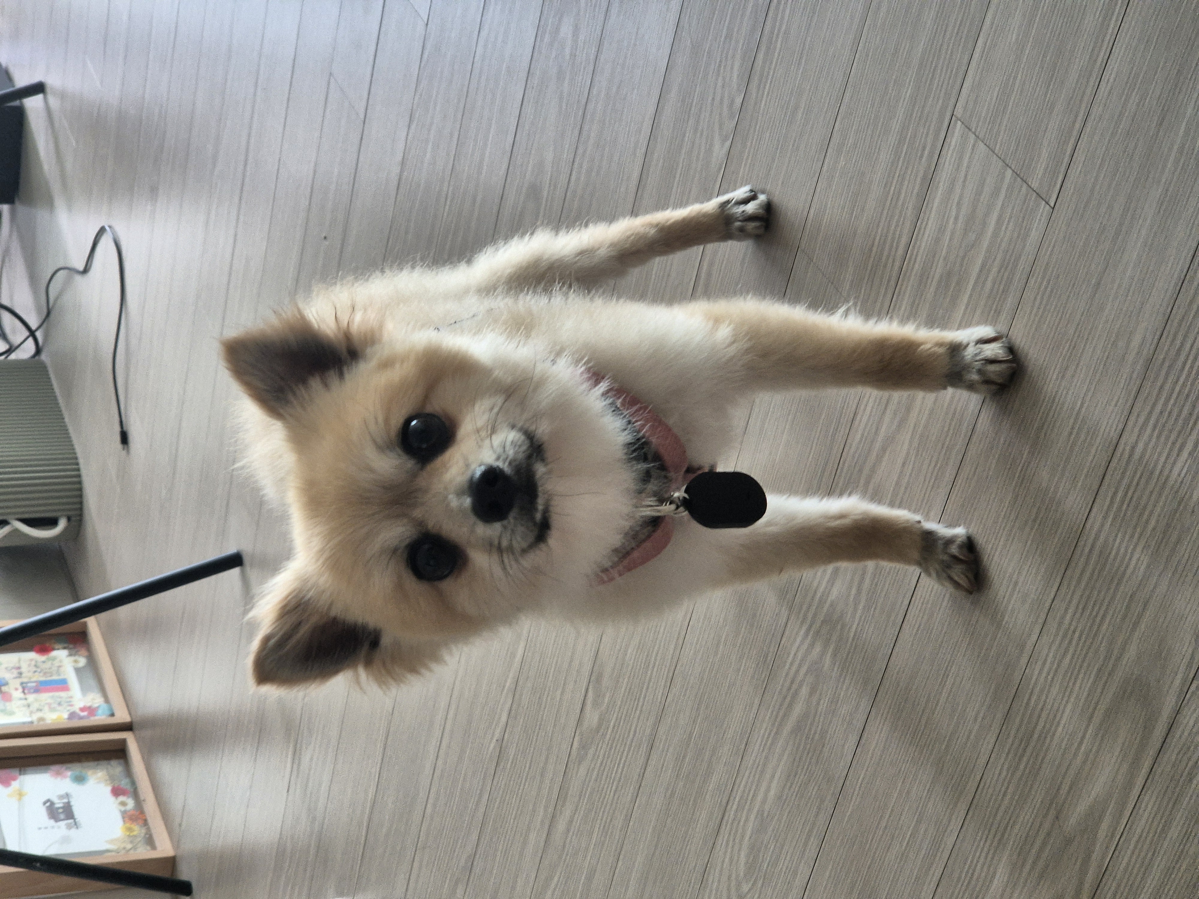 리안이 일주일 임보 후기