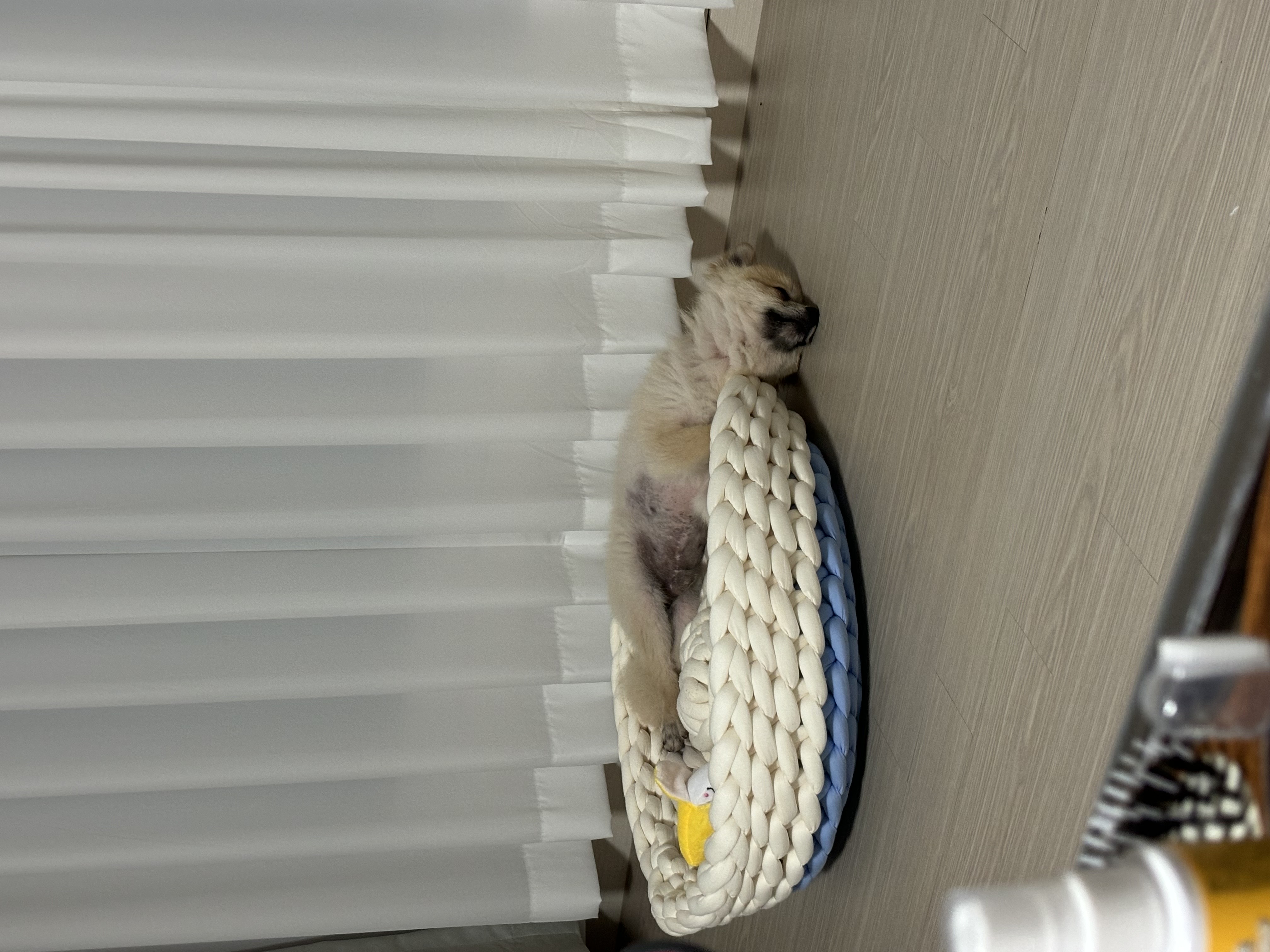 리안이 일주일 임보 후기
