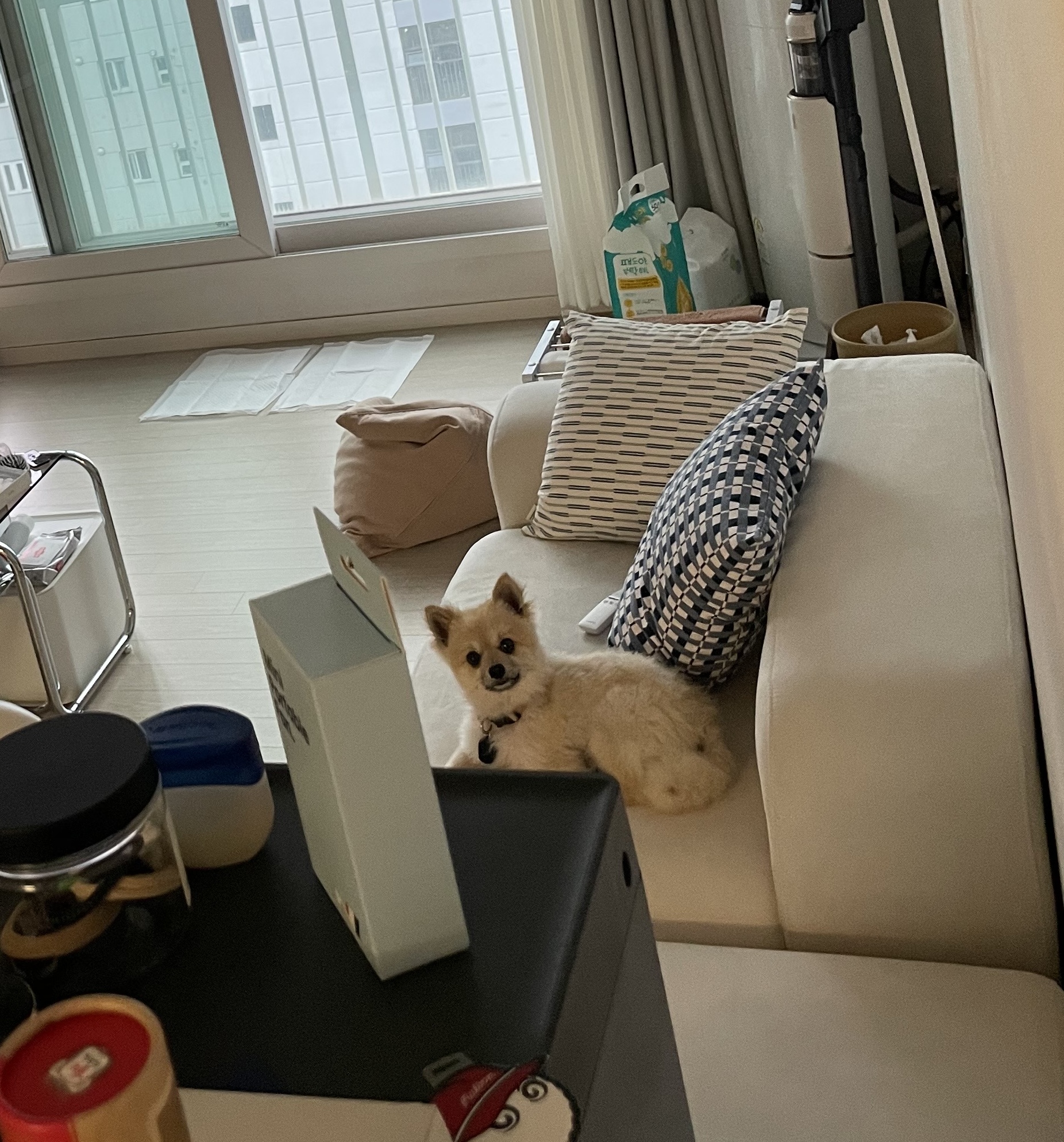 리안이 일주일 임보 후기