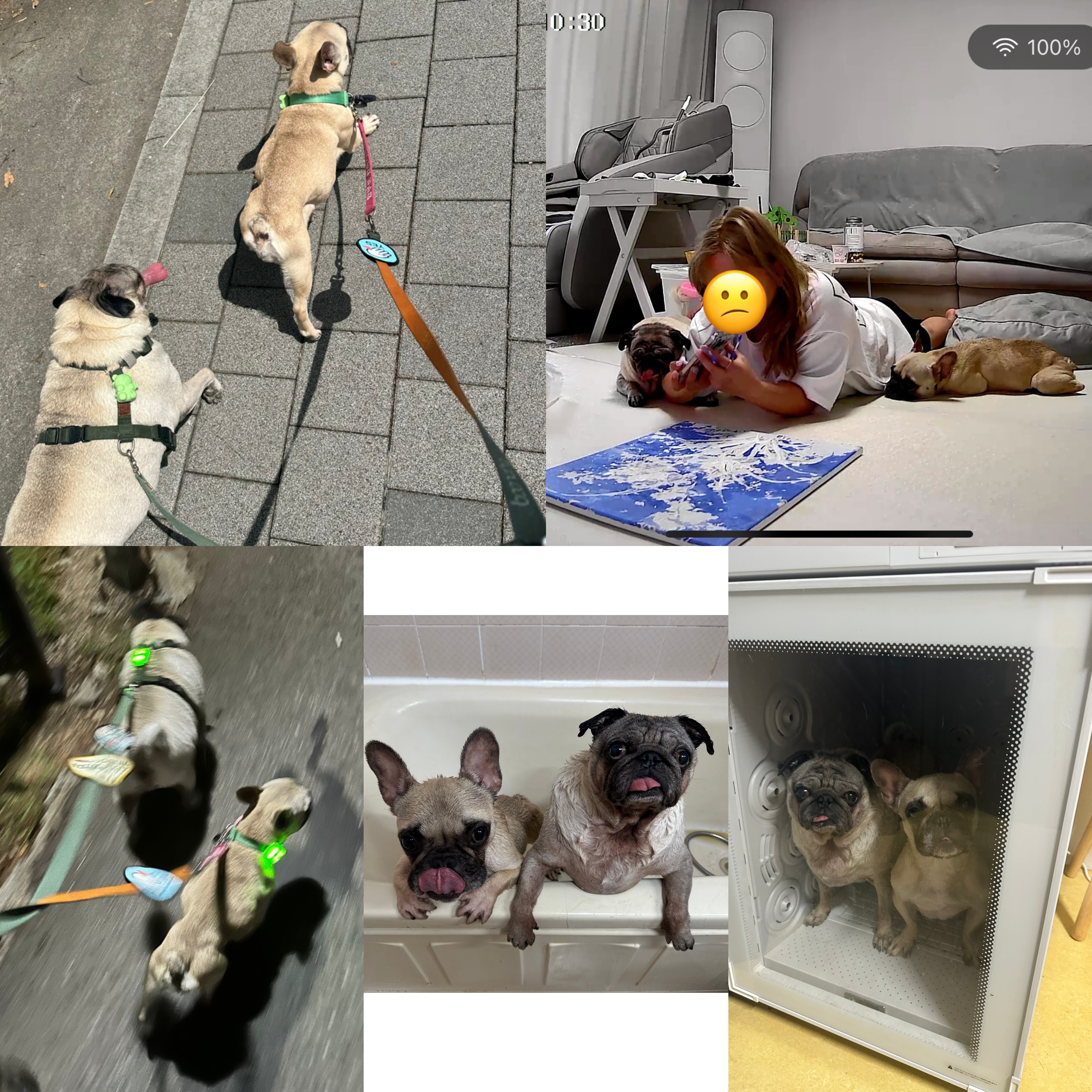 호빵(퍼지) 세달째❤️