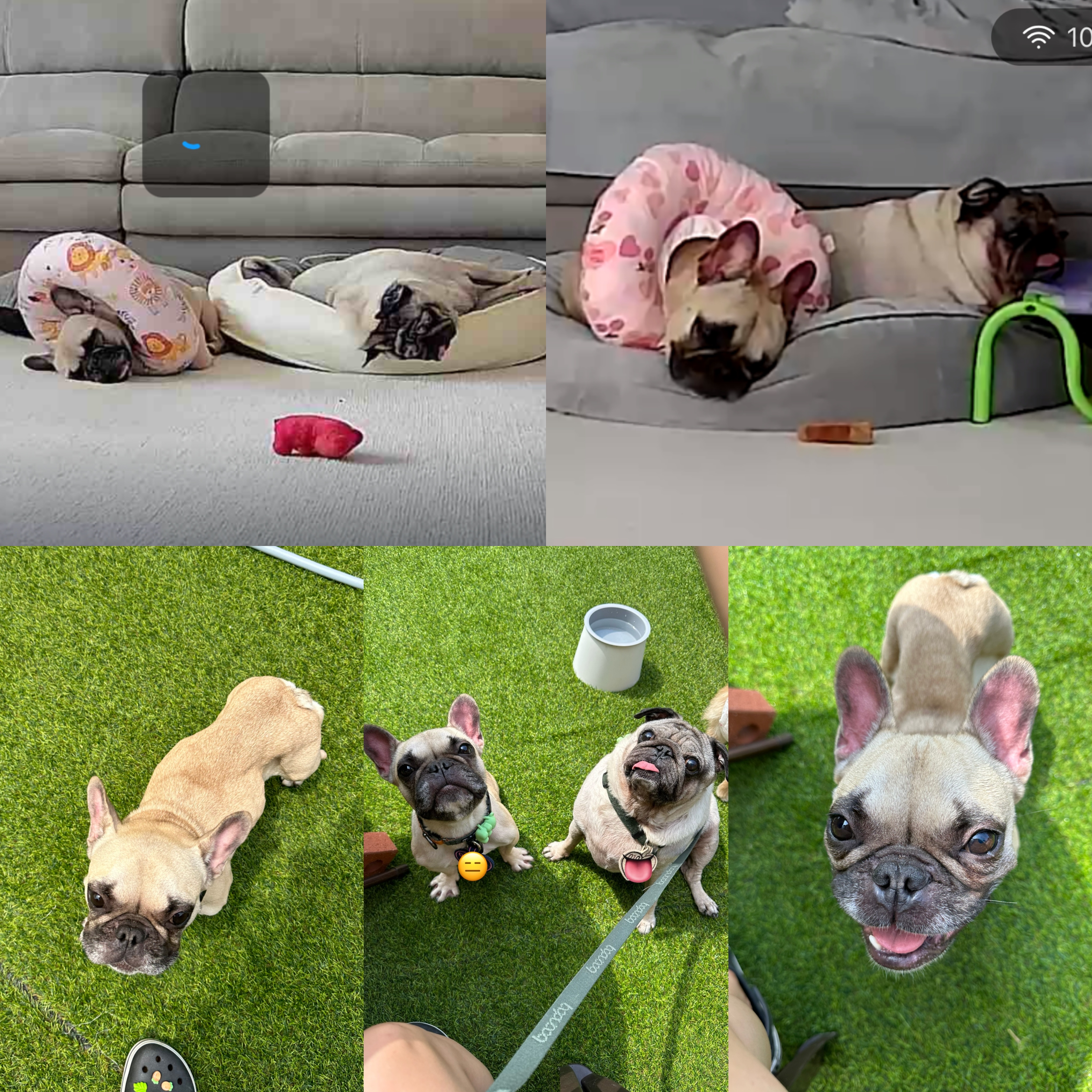 호빵(퍼지) 세달째❤️