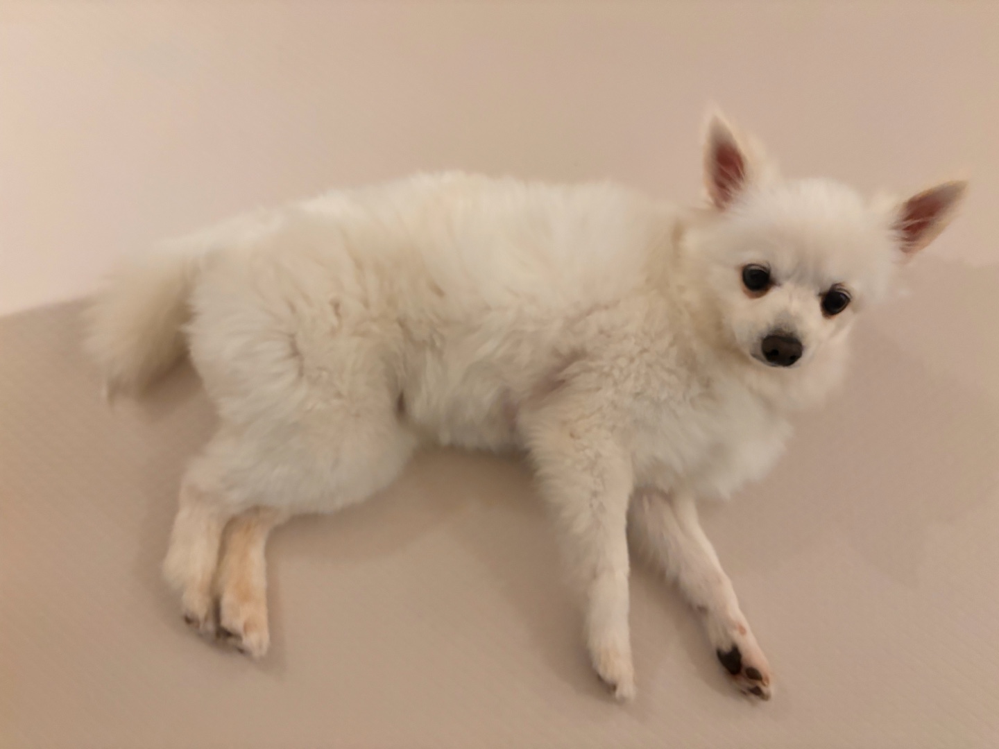 뽀해 임보이야기