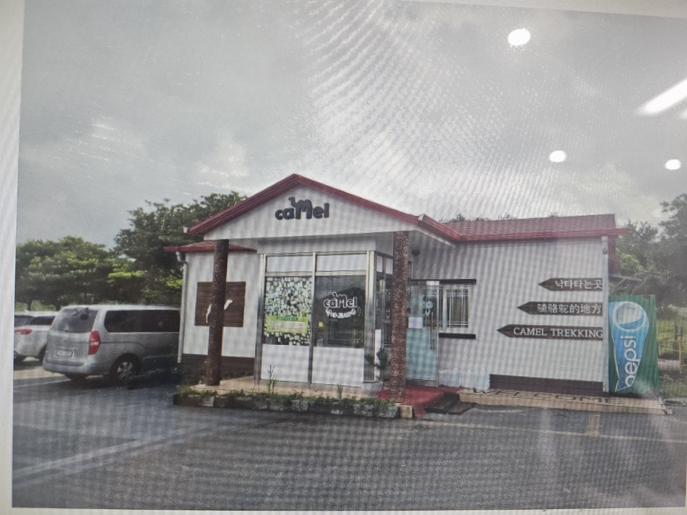 제주도의 낙타들을 구해주세요