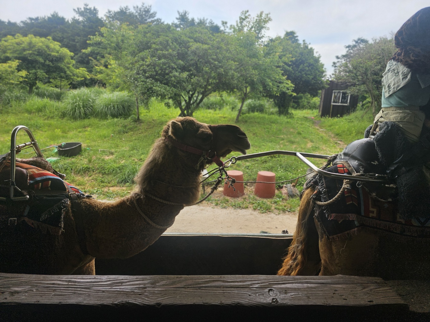 제주도의 낙타들을 구해주세요