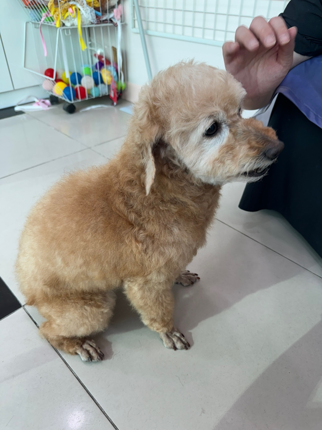 (구)배순 (현)짱아&짱구 한달 차 임보일기 