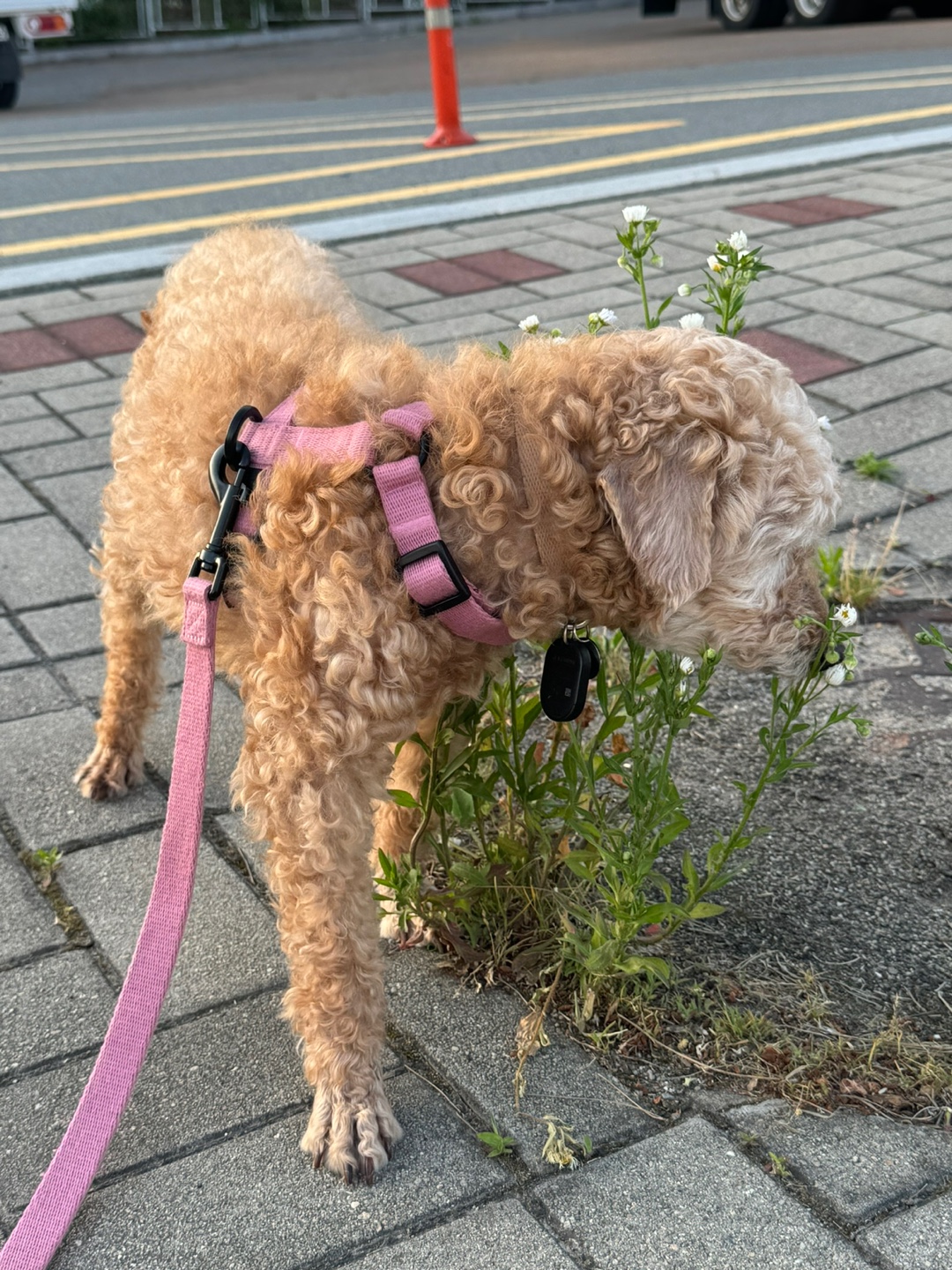 (구)배순 (현)짱아&짱구 한달 차 임보일기 