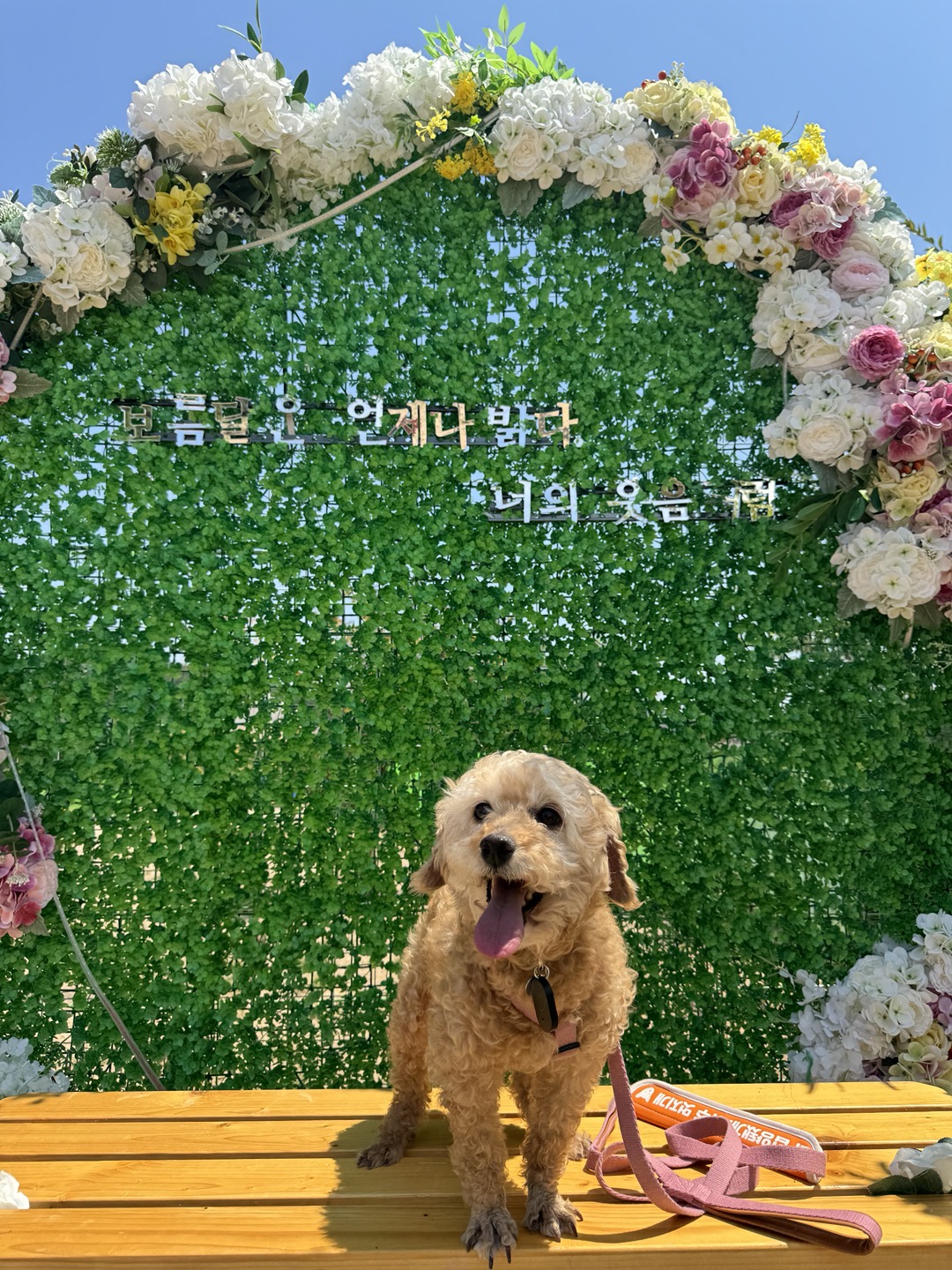 (구)배순 (현)짱아&짱구 한달 차 임보일기 