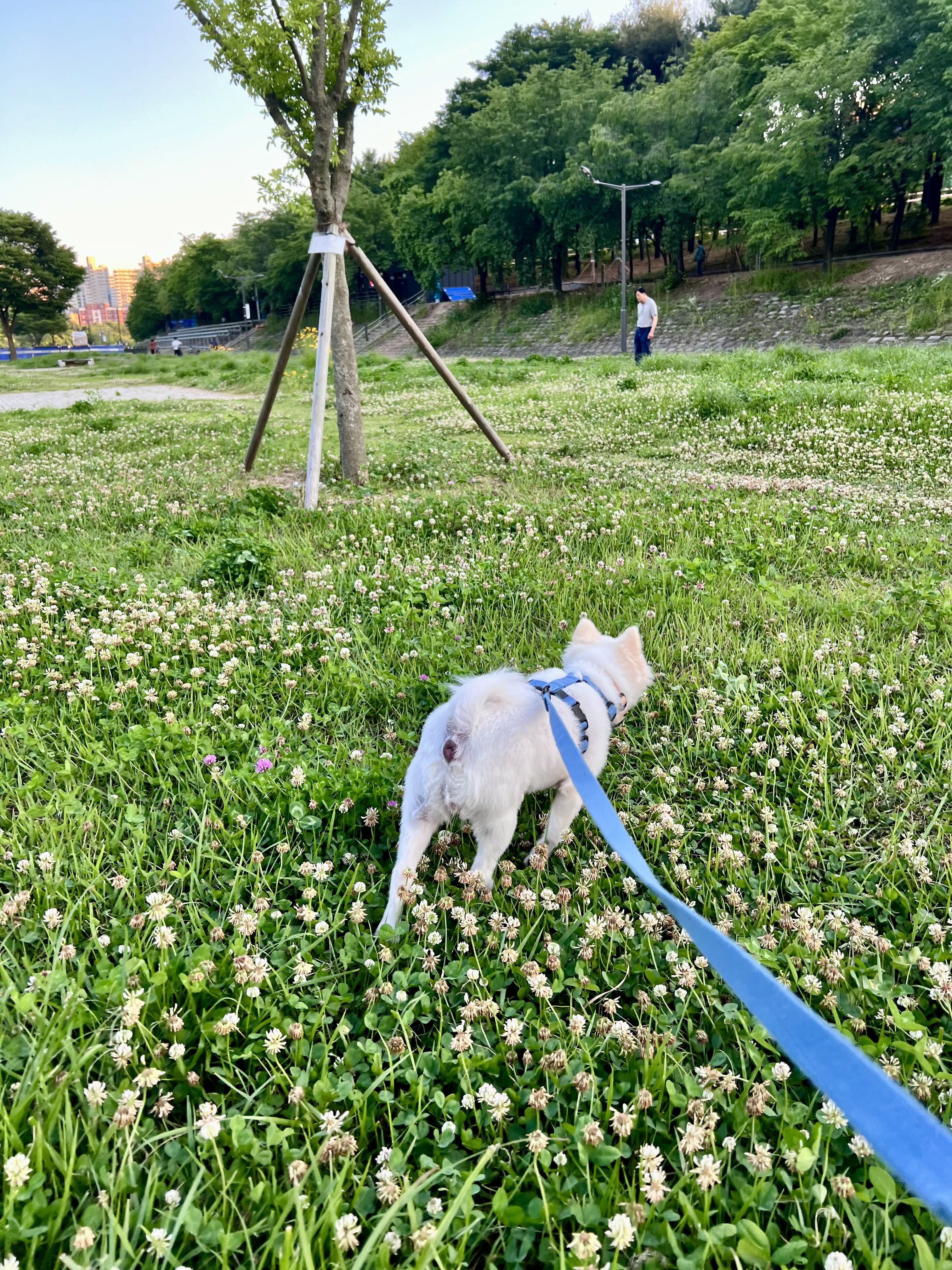 오쥬 임시보호 한달차입니다!