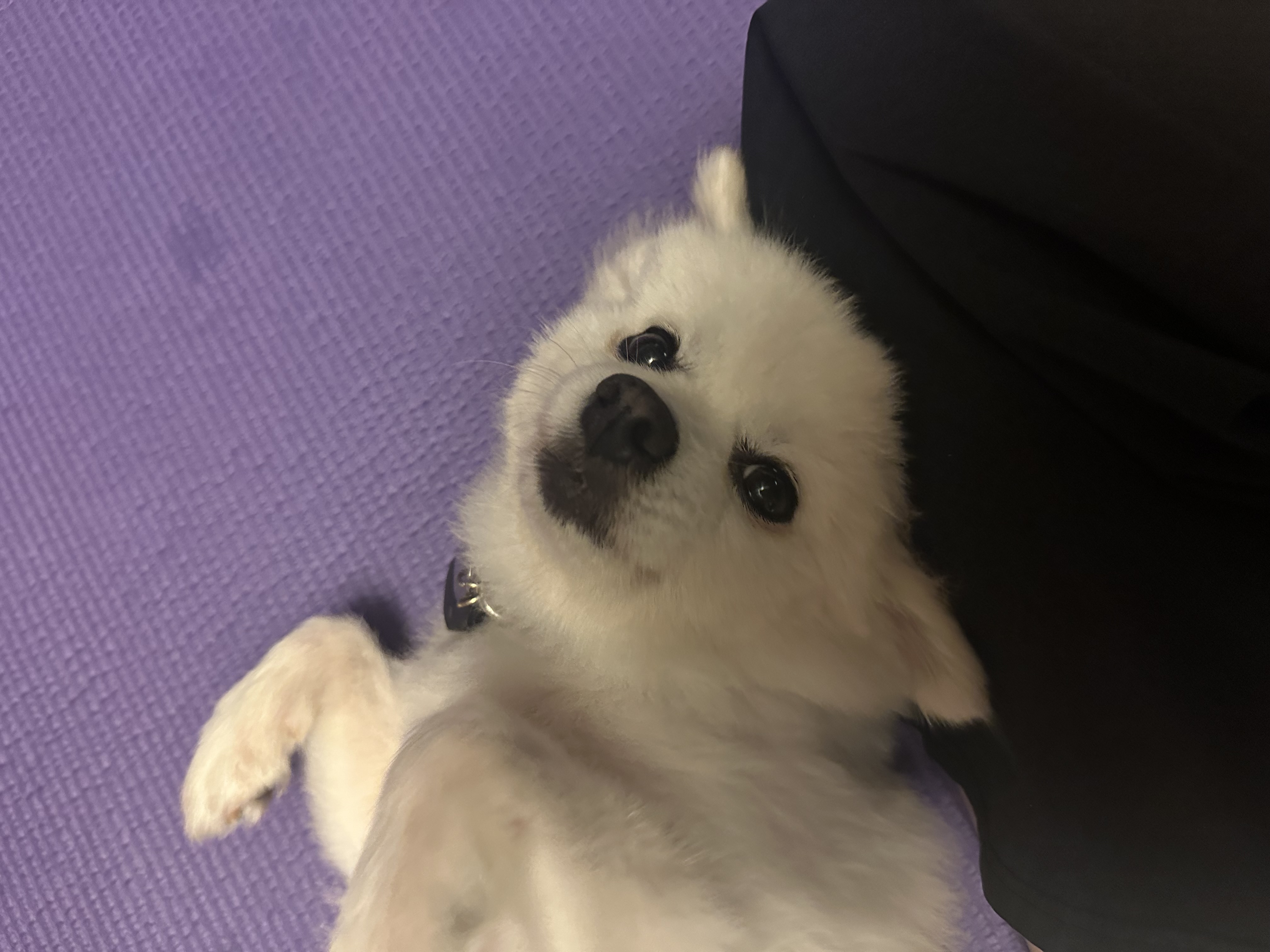 오쥬 임시보호 한달차입니다!