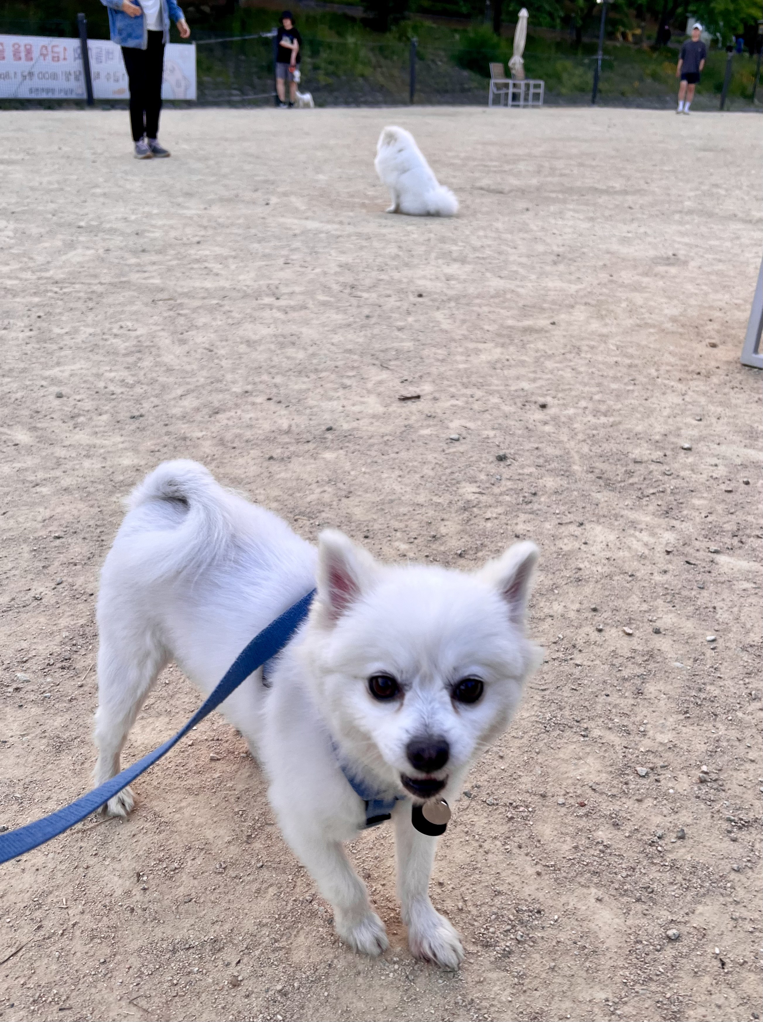 오쥬 임시보호 한달차입니다!