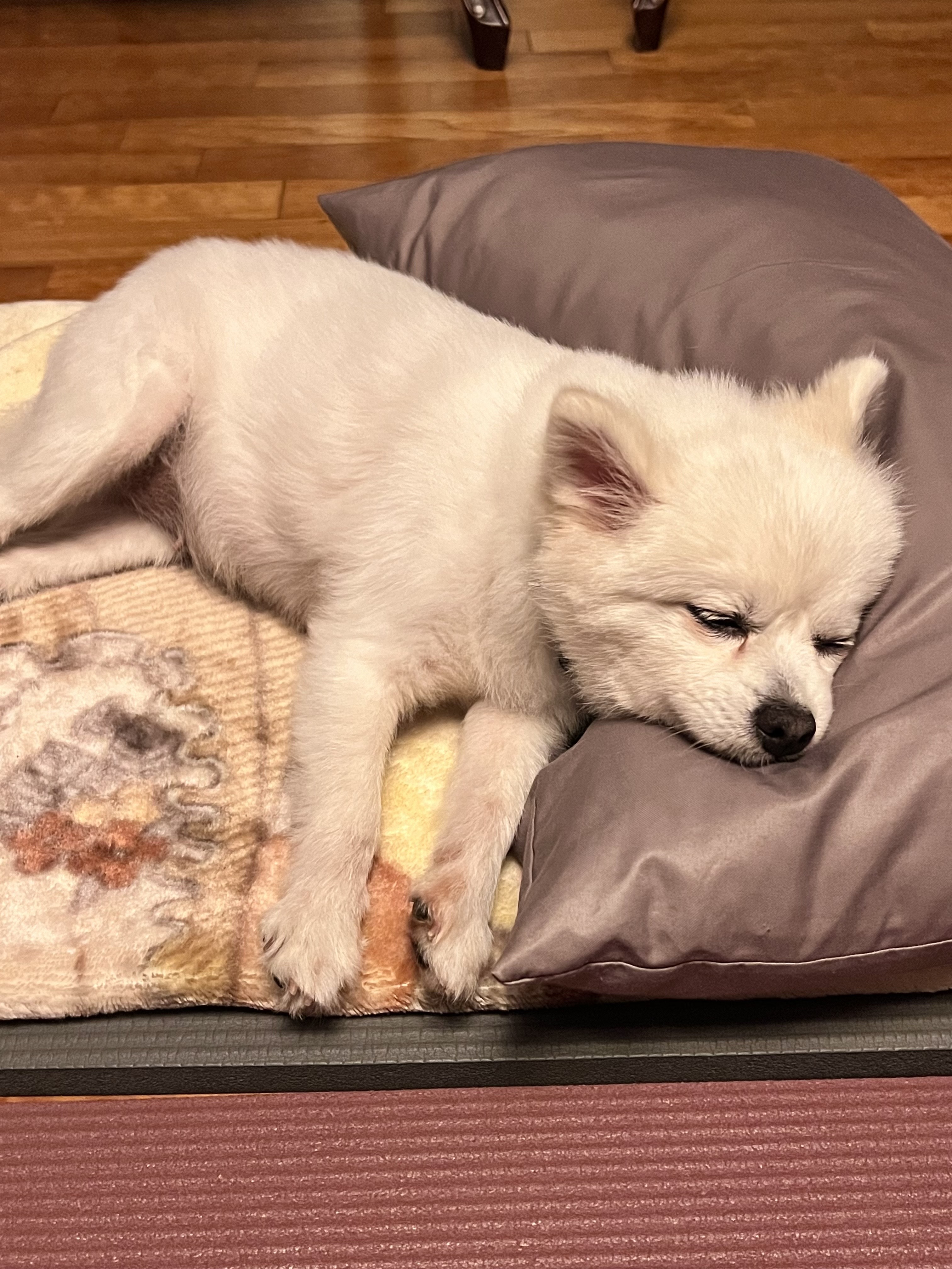 오쥬 임시보호 한달차입니다!