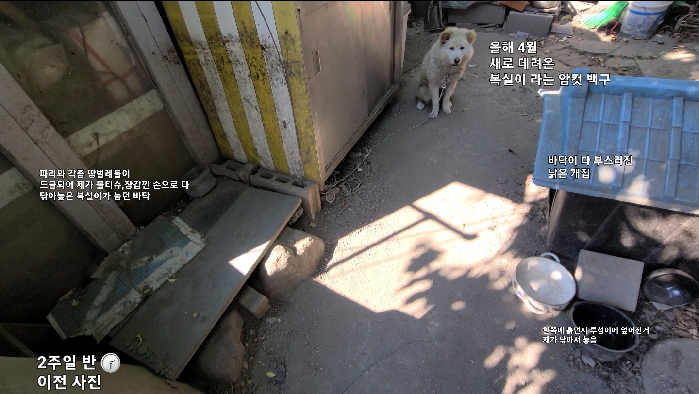 서초구내곡동새원교인근: 개장수에게 꾸준히 자신이 키우는 백구들을 파는 노인 신고 (이전글:16797,16807).