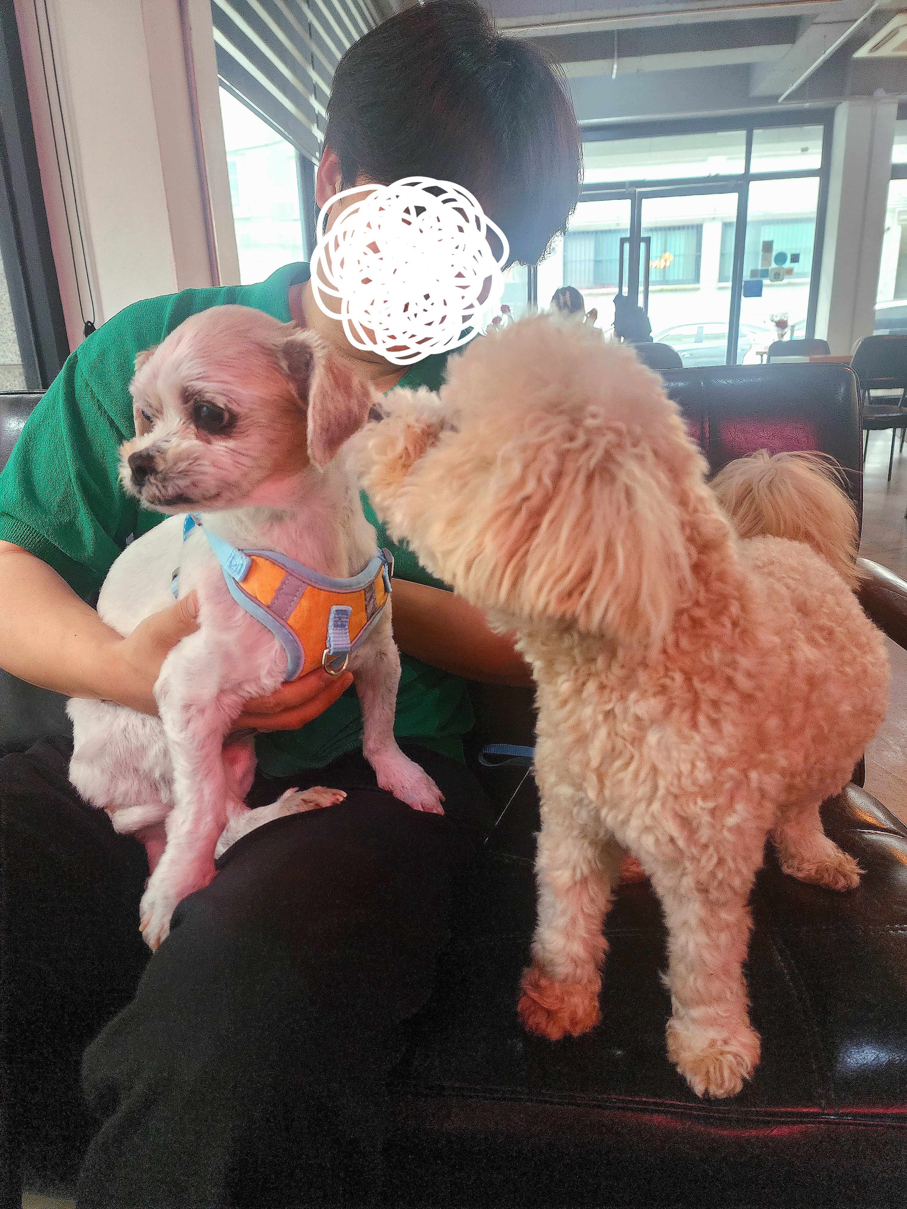 오랜 보호소 생활 끝에 임보한 착한이 ~~