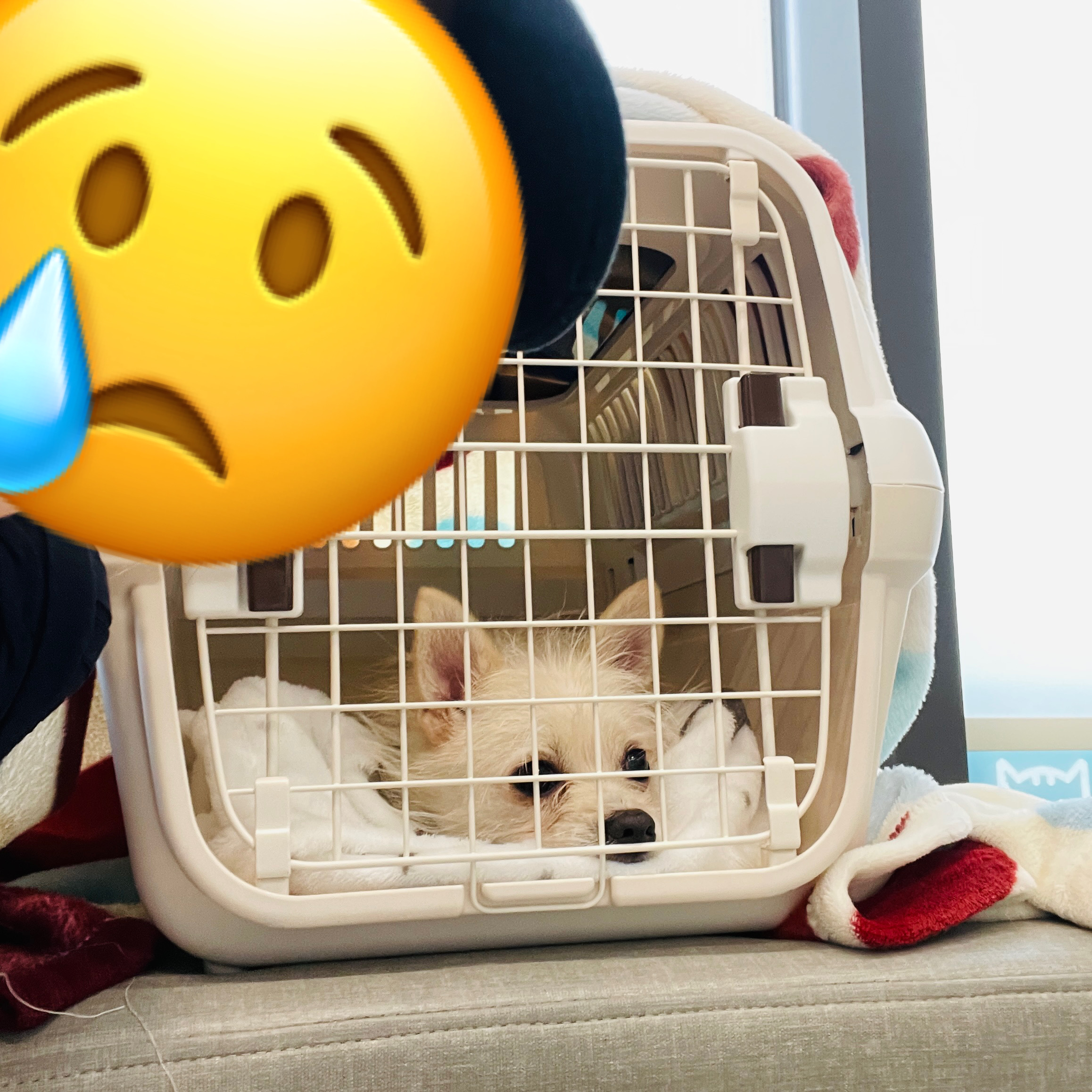 포요 임보 한달차!!