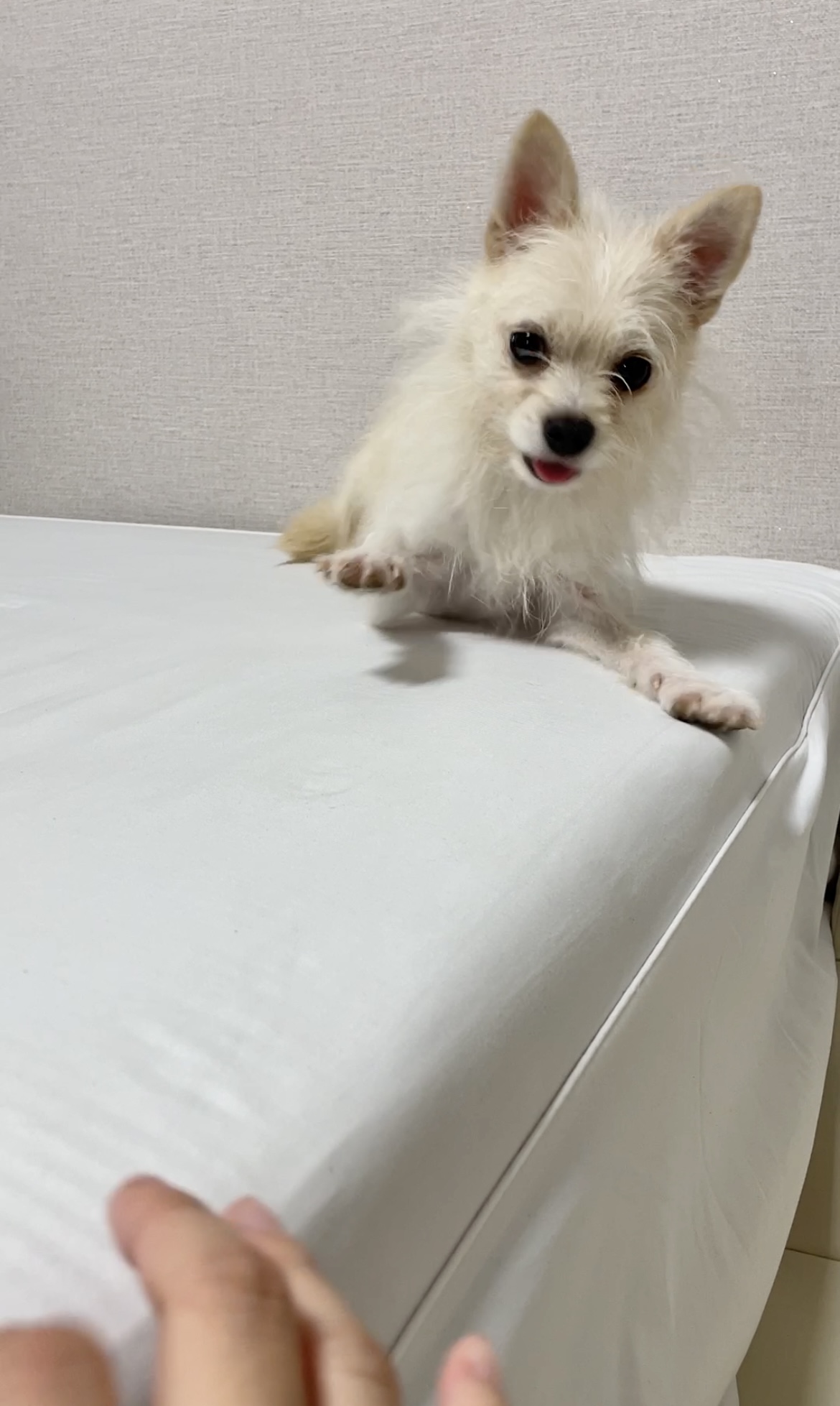 포요 임보 한달차!!