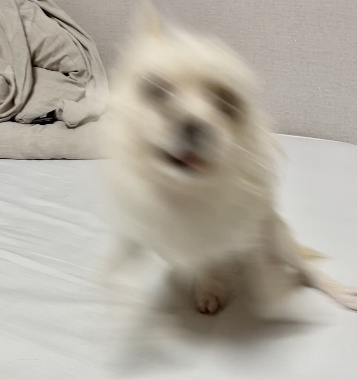 포요 임보 한달차!!