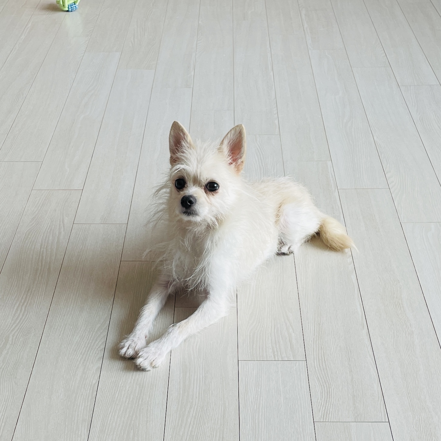 포요 임보 한달차!!
