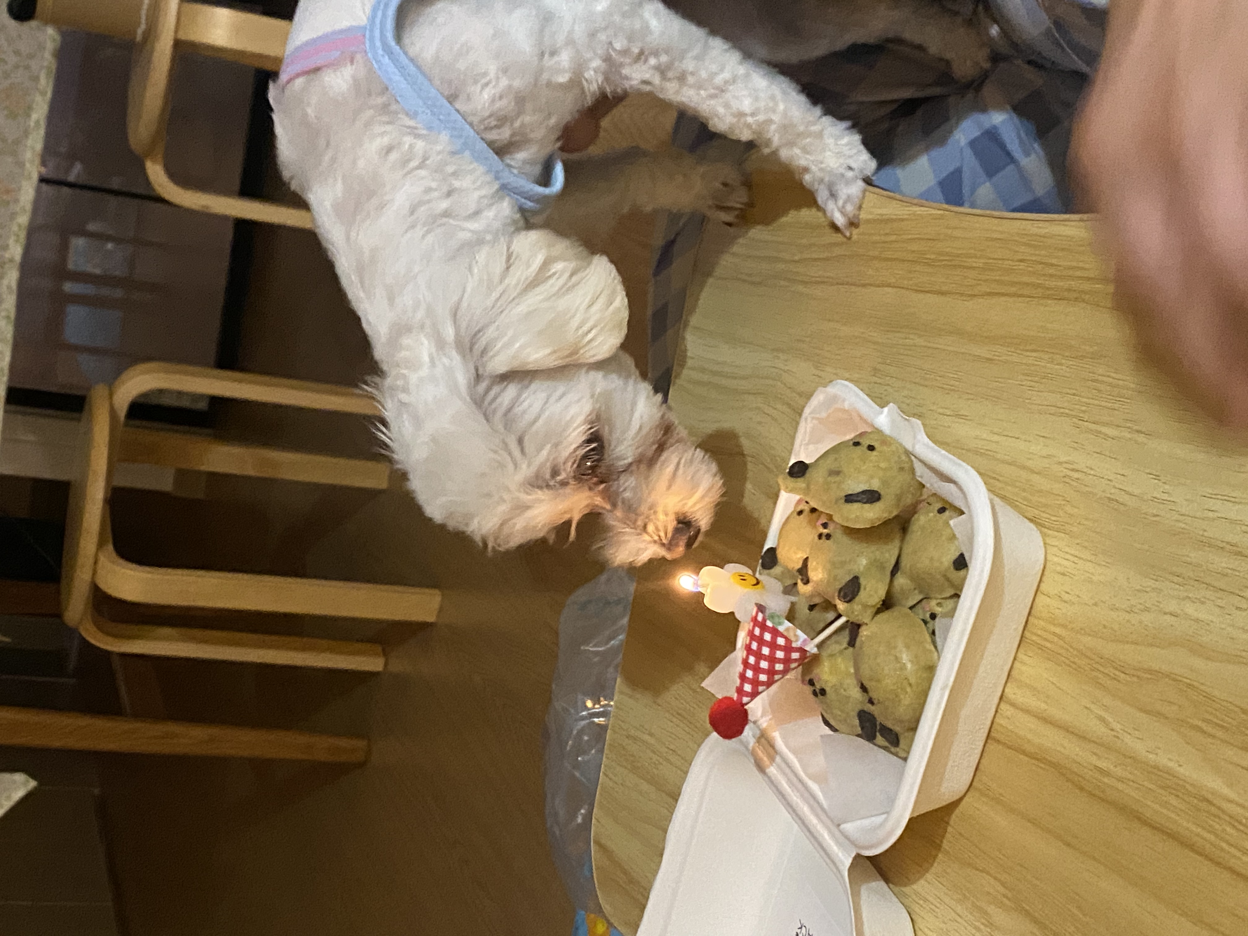 애찌 임보 한달 후기