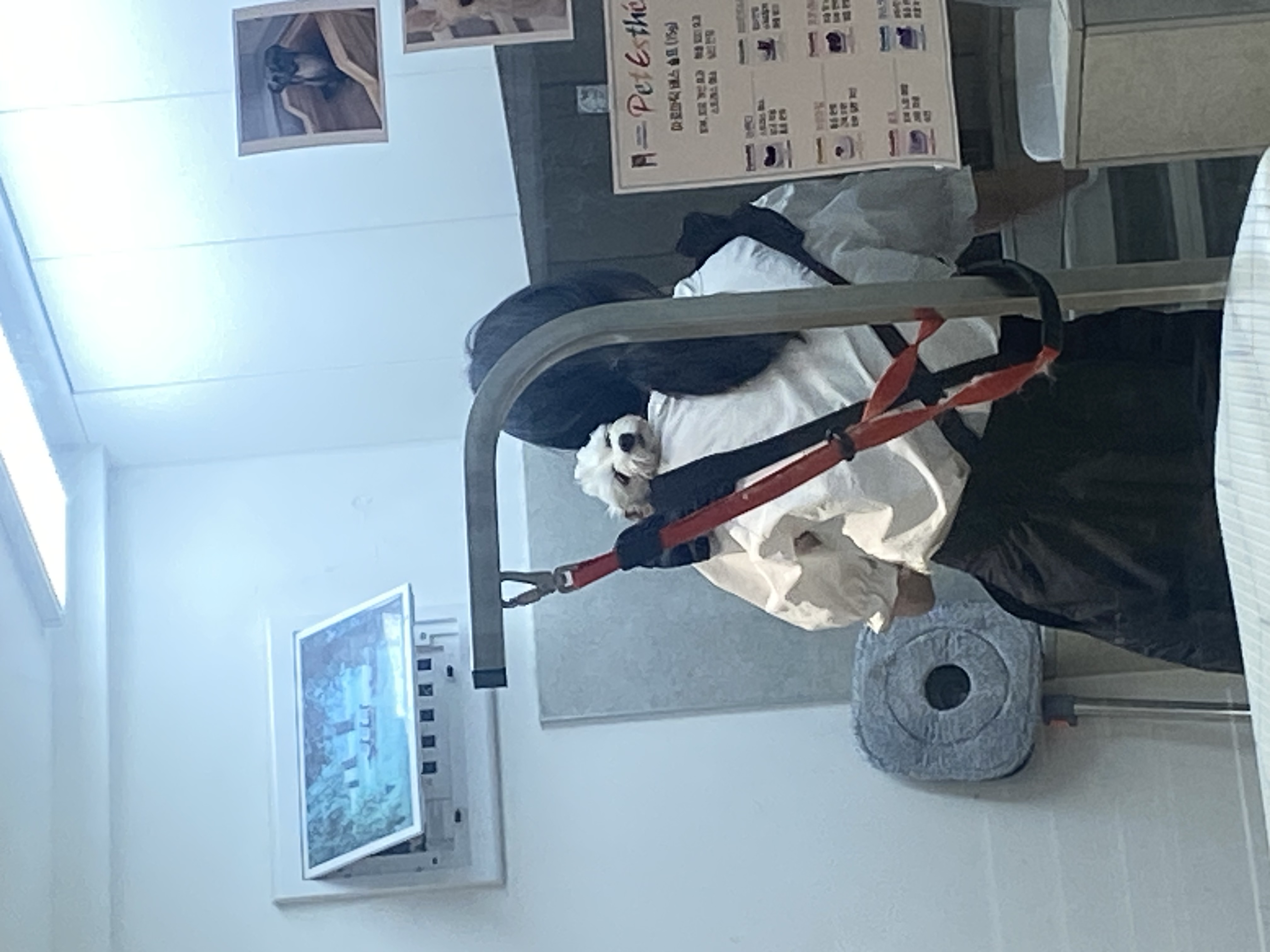애찌 임보 한달 후기