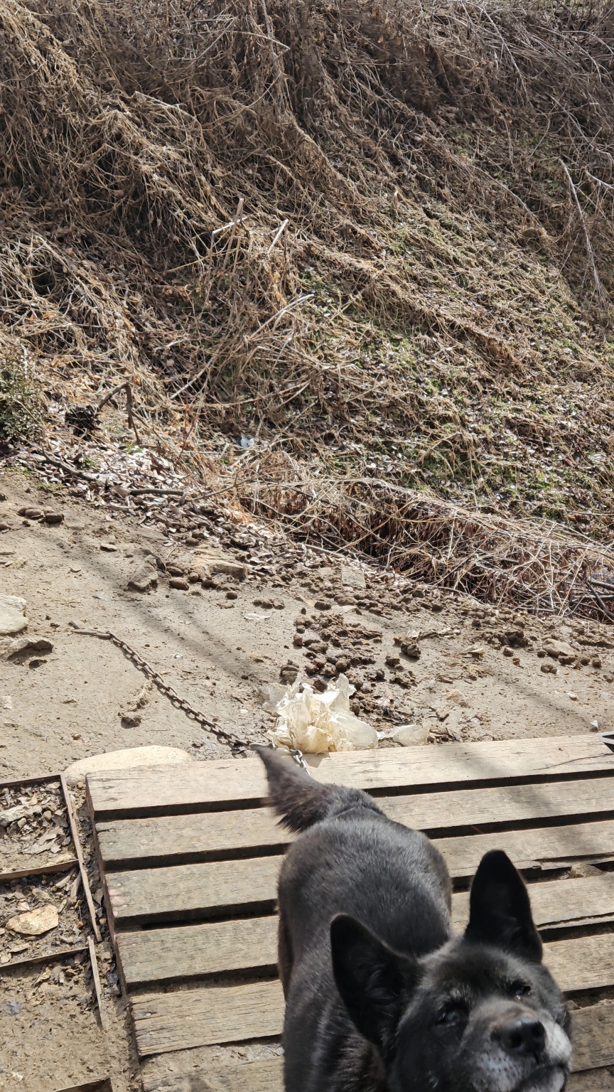 방임, 정서적 학대와 유기 신고 합니다. ( 밭지킴 백구 제보드립니다.)