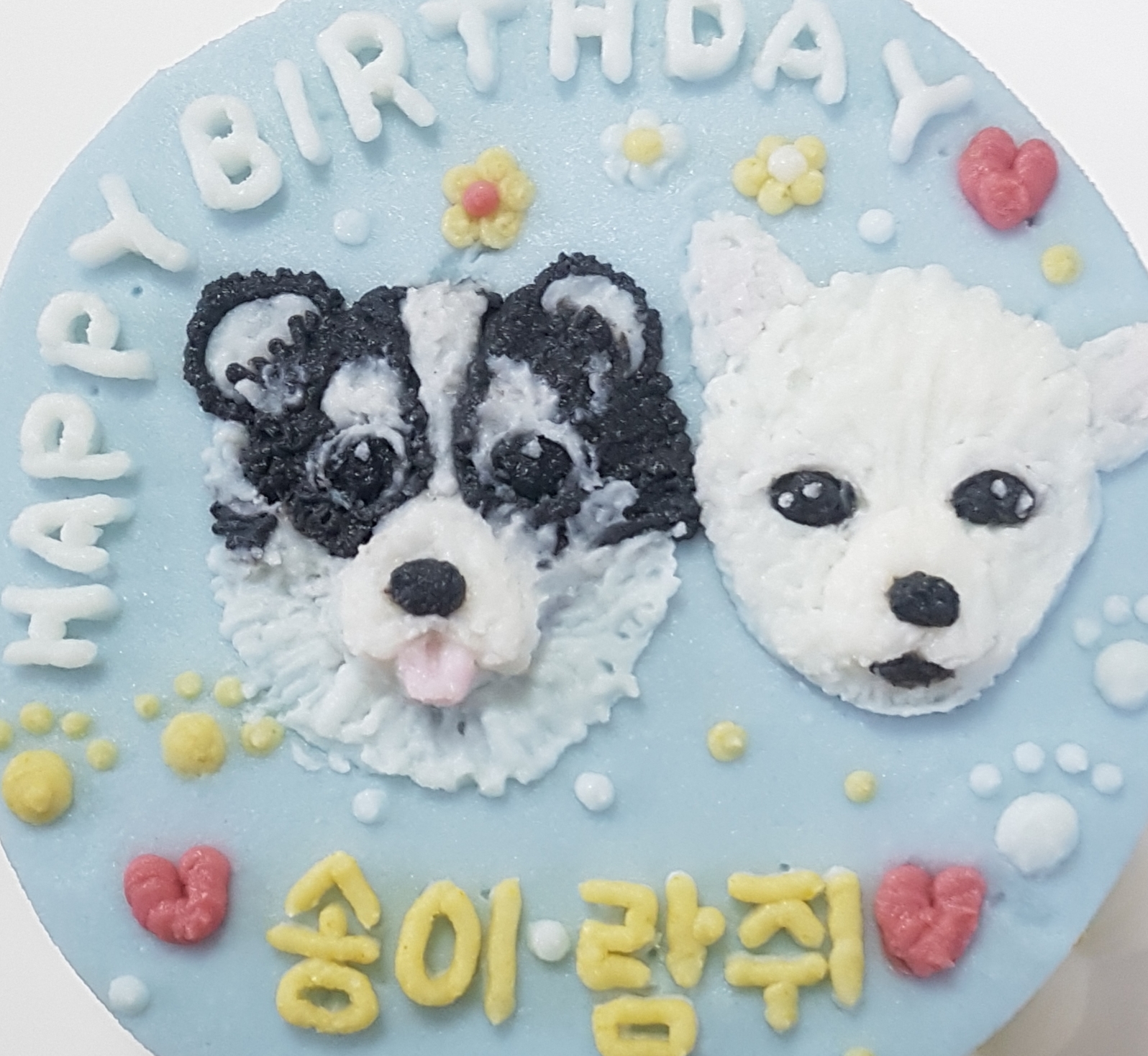해롱이, 우순이 (평택 번식장 구조) 입양 5년 넘었어요! 완전 잘지냄^^