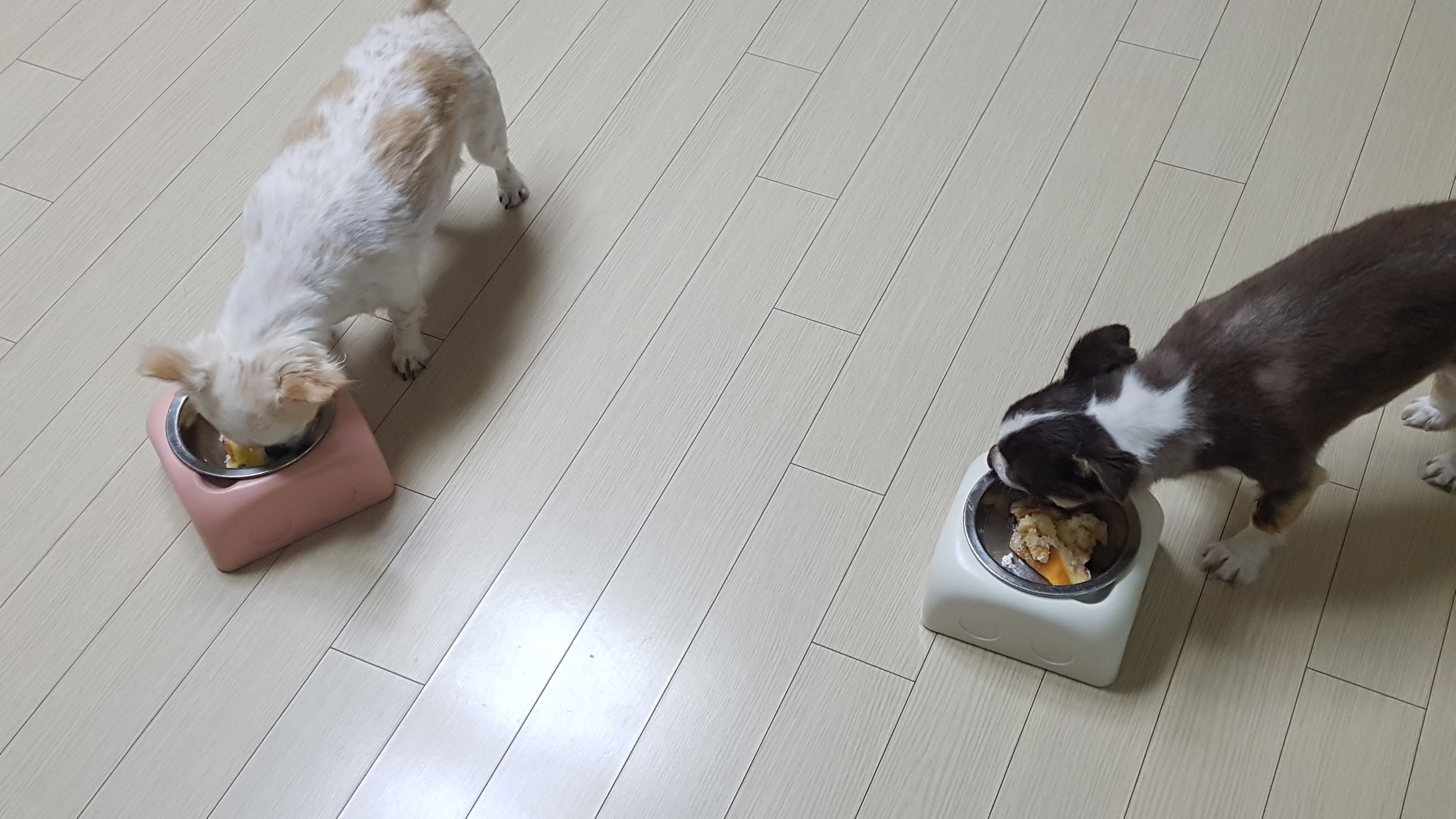해롱이, 우순이 (평택 번식장 구조) 입양 5년 넘었어요! 완전 잘지냄^^
