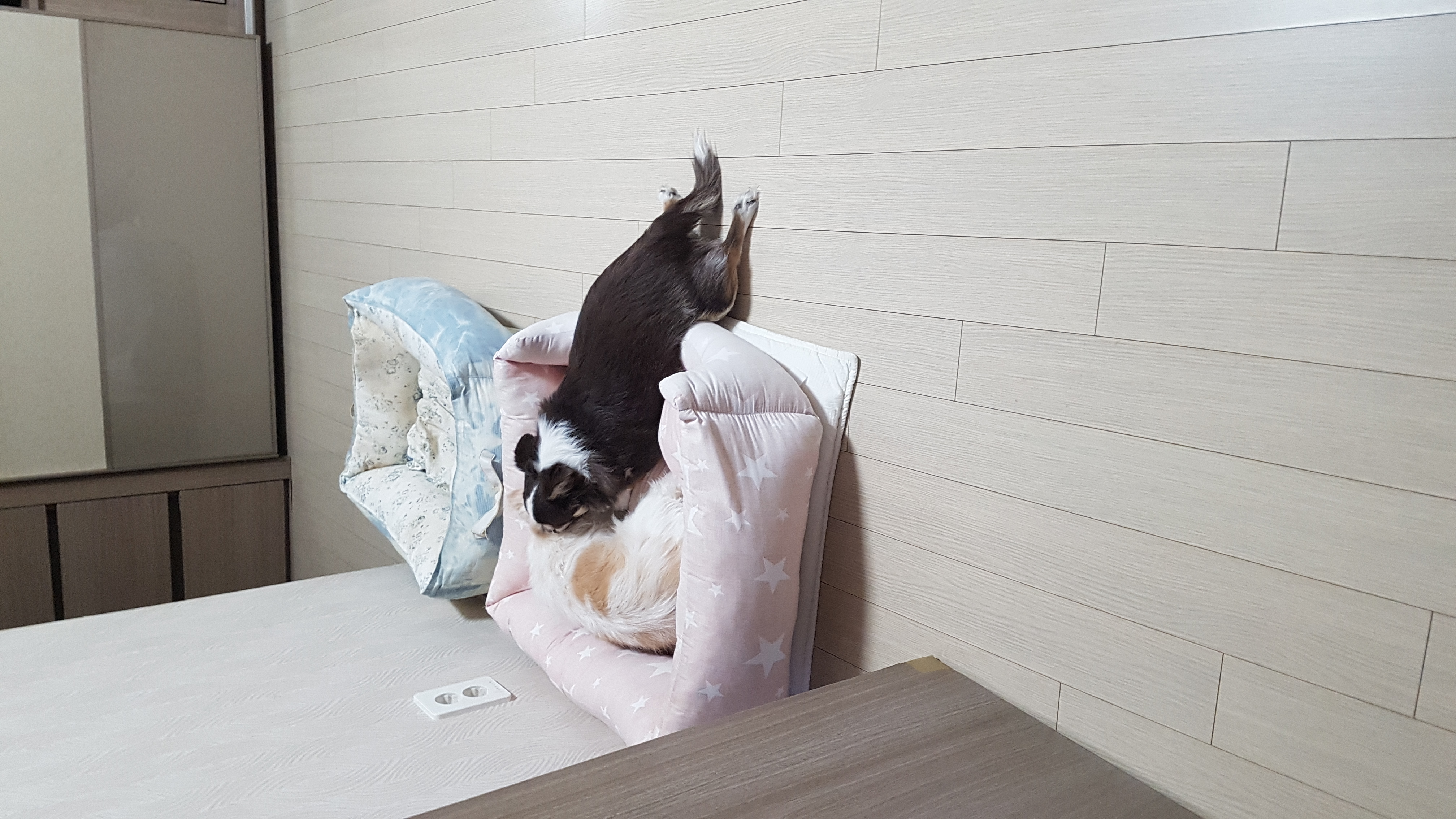 해롱이, 우순이 (평택 번식장 구조) 입양 5년 넘었어요! 완전 잘지냄^^