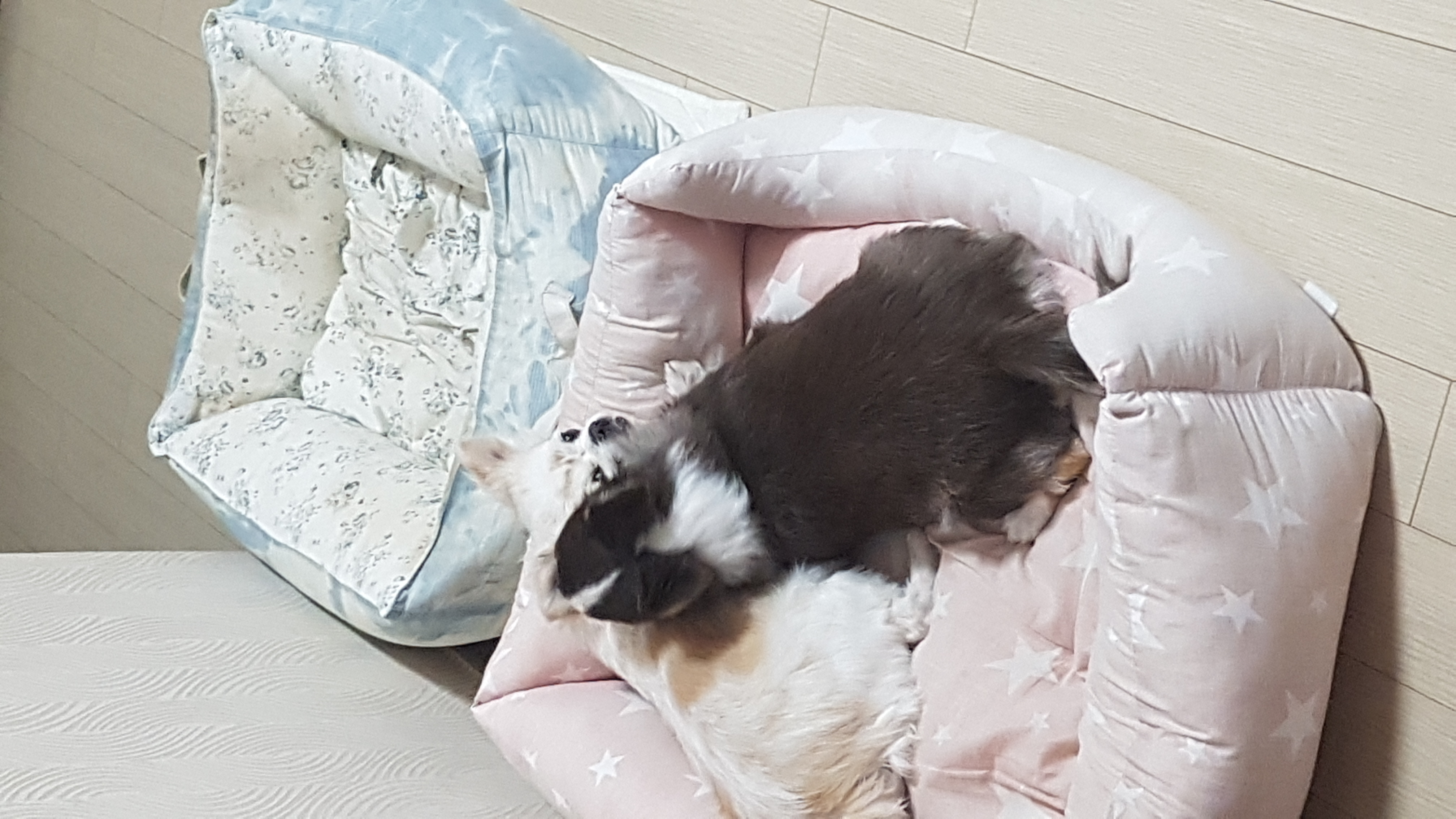 해롱이, 우순이 (평택 번식장 구조) 입양 5년 넘었어요! 완전 잘지냄^^