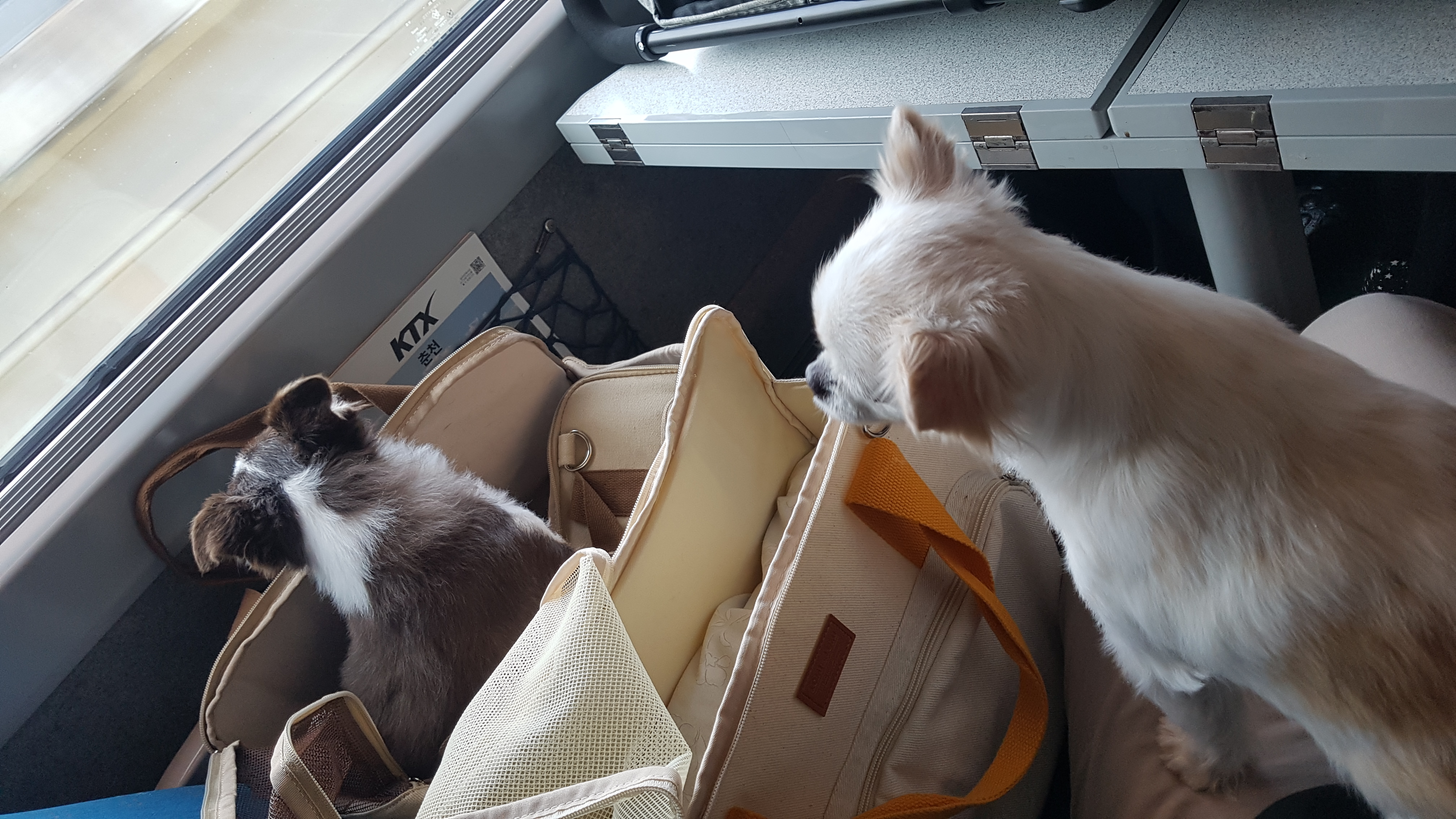 해롱이, 우순이 (평택 번식장 구조) 입양 5년 넘었어요! 완전 잘지냄^^