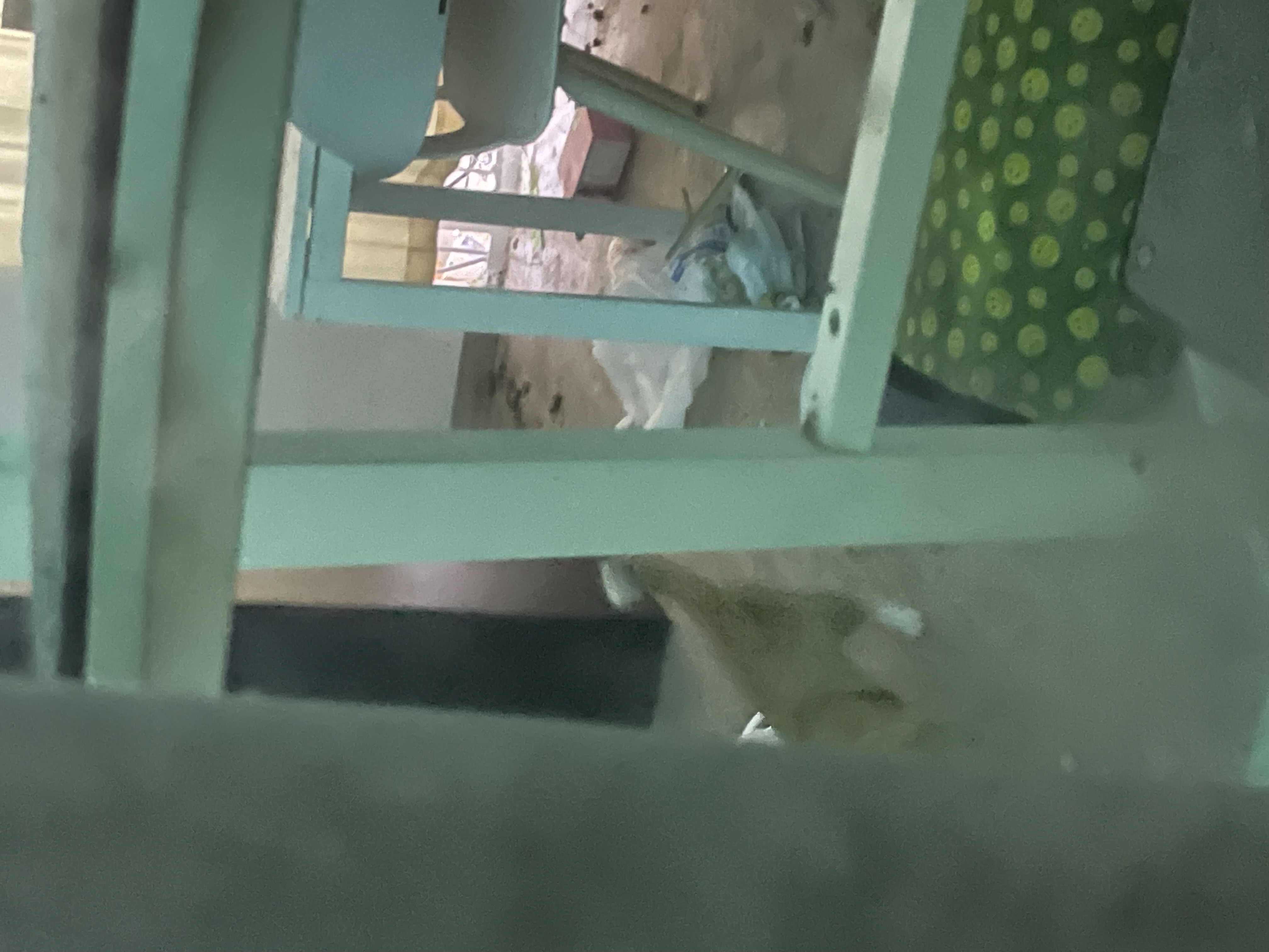 텅빈 가게에 갇혀 죽어가는 고양이 세마리를 제발 구조해주세요