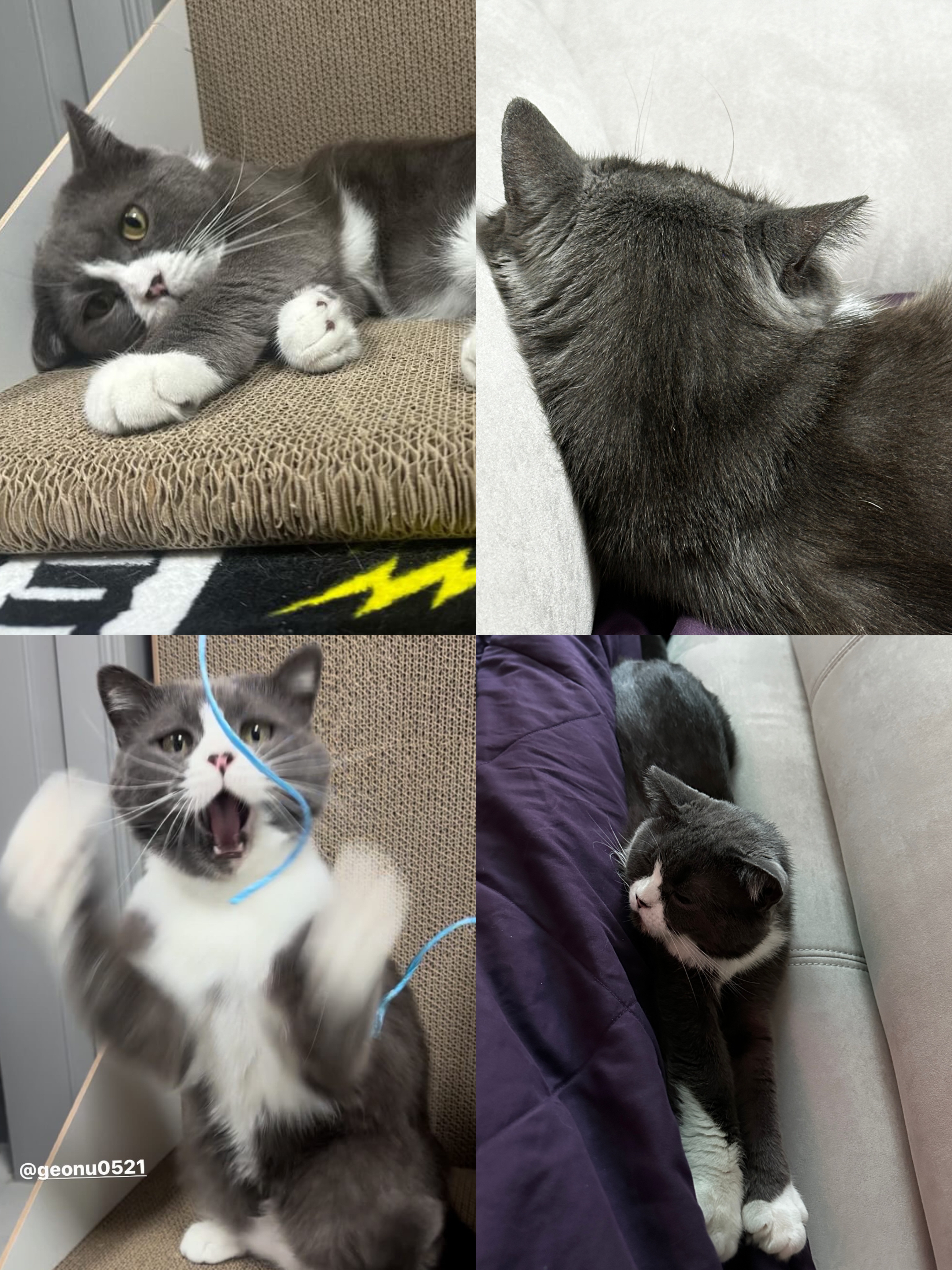 거누 임시보호 한달차