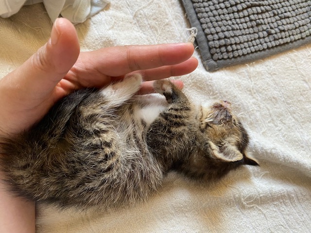 길고양이 구조와 관련하여 간절히 도움을 요청합니다. 