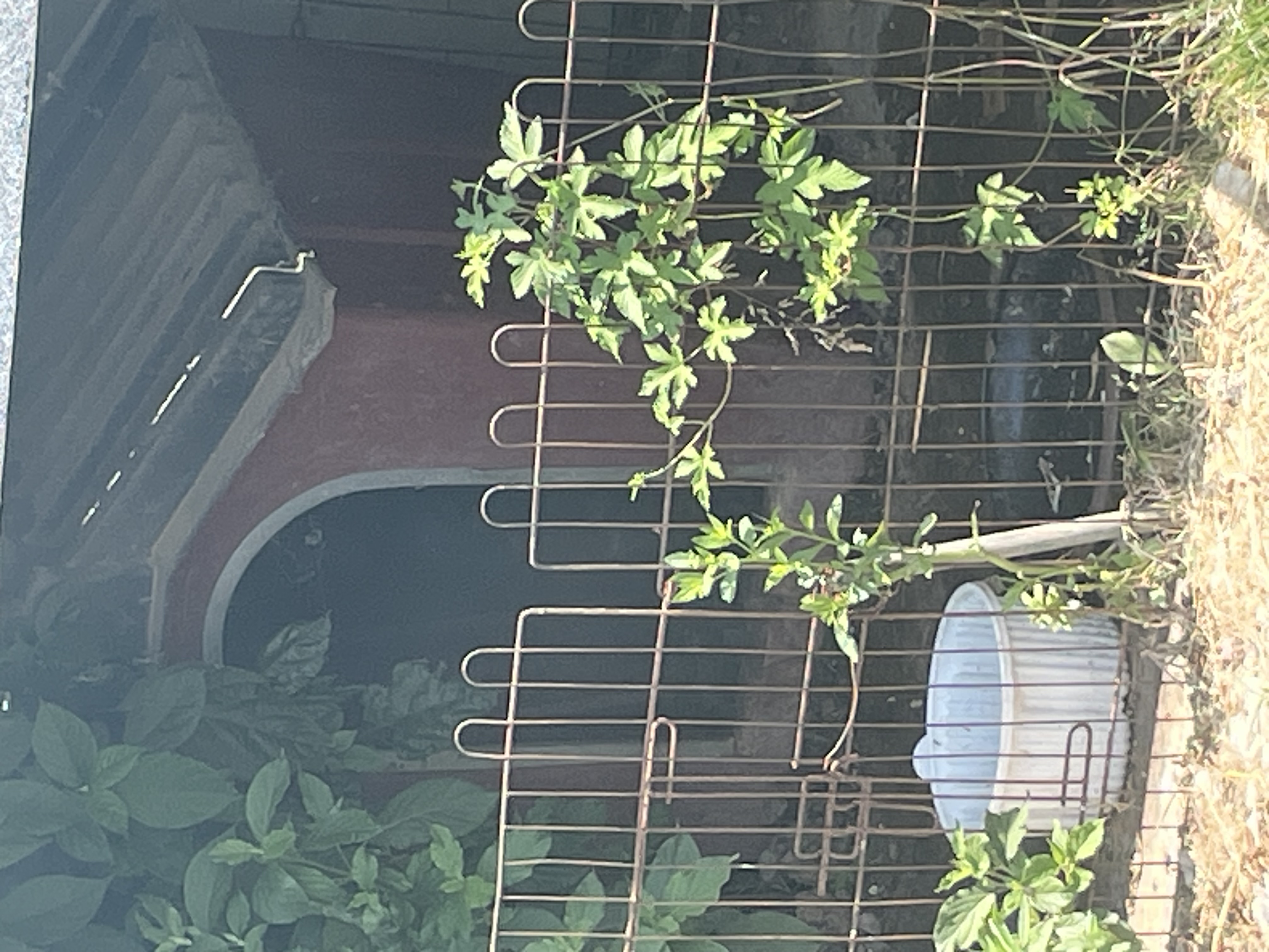 논산 광석면 닥스훈트 방치.. 더운여름날 걱정이에요 ㅜㅜ구조해주세요!😢