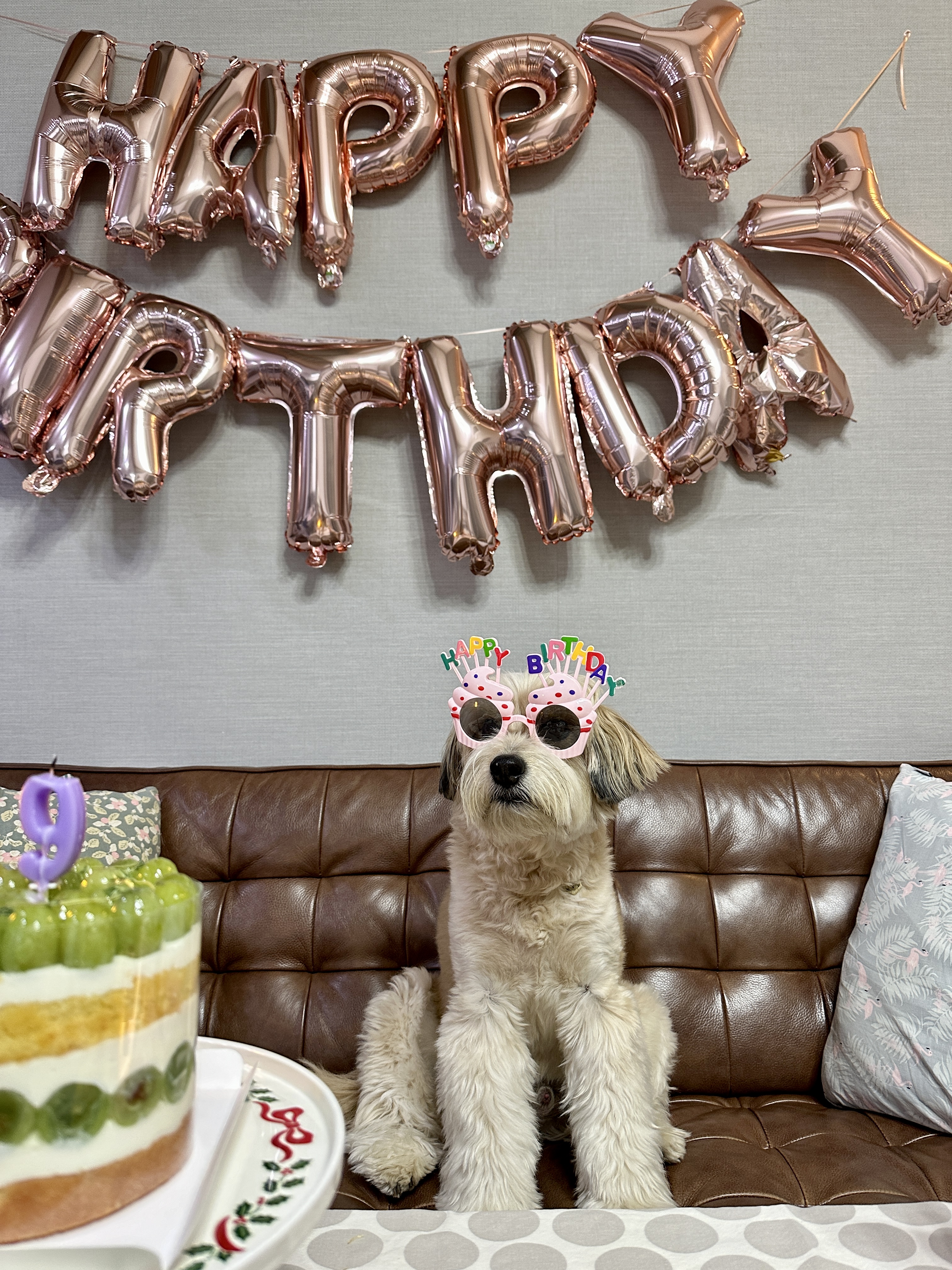 봉구 9살 생일 입니다