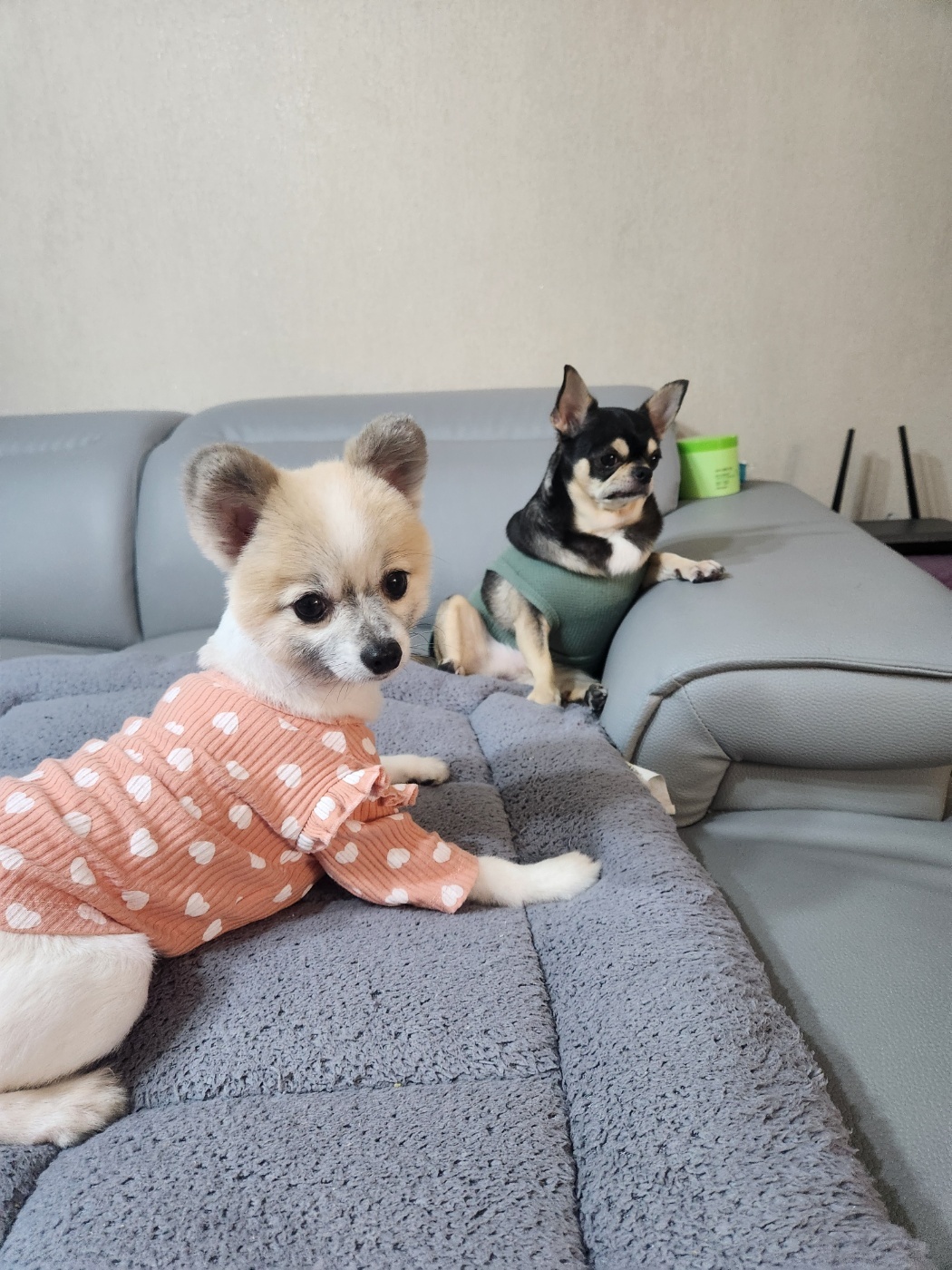 뽀빛 입양 +93일