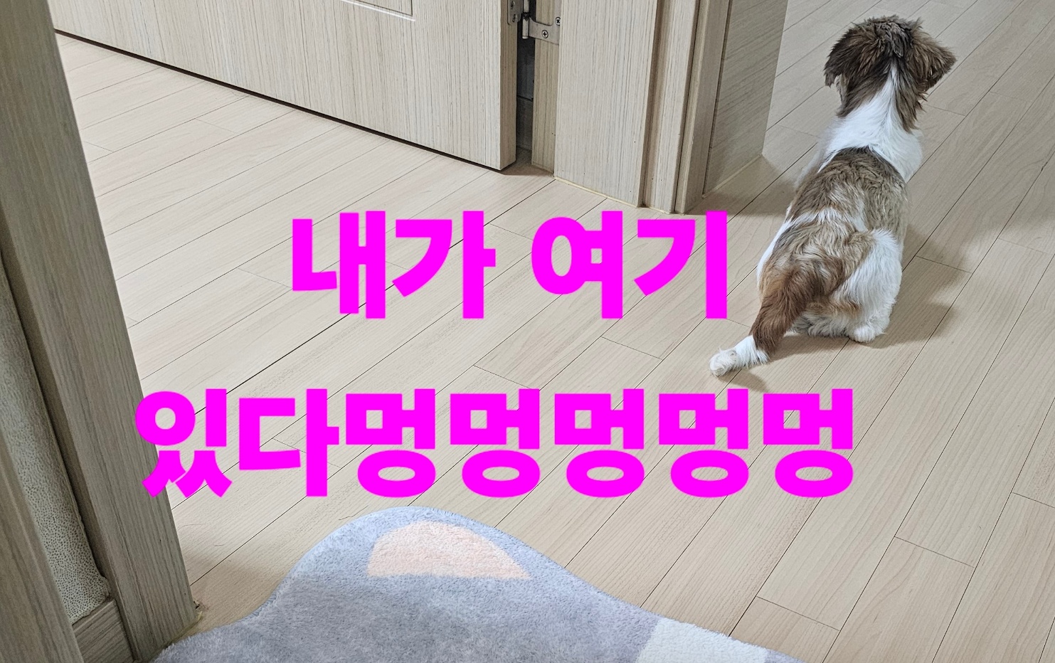 뽀뽀와의 일상