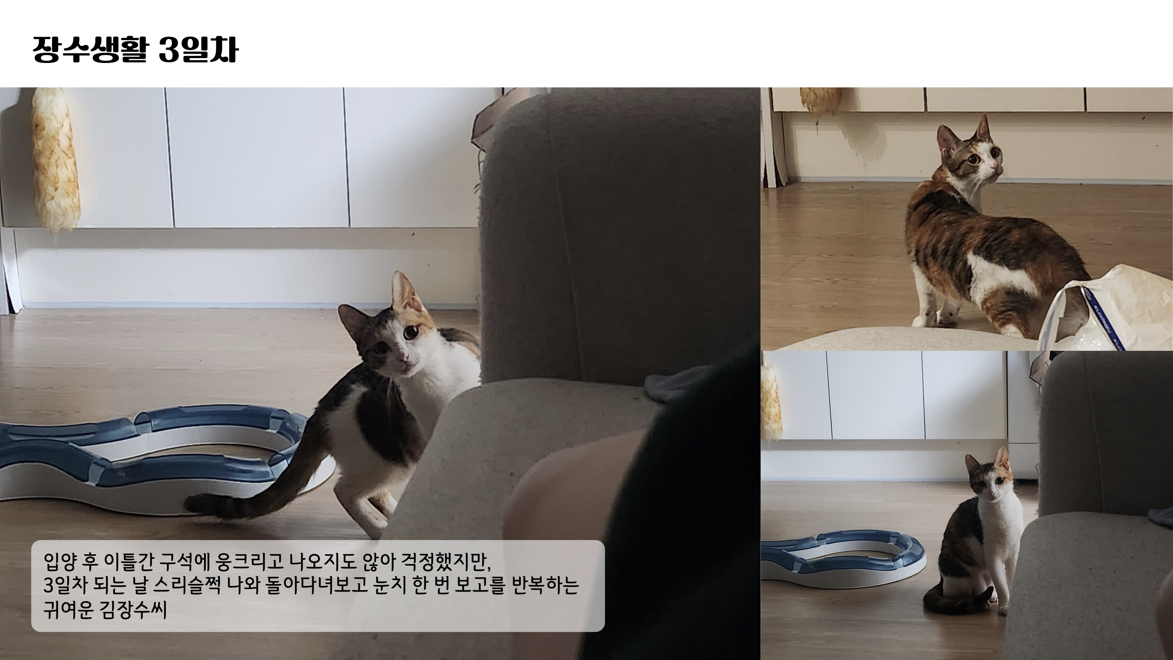 [니카] 장수 입양 일주일 후기글 ❤️