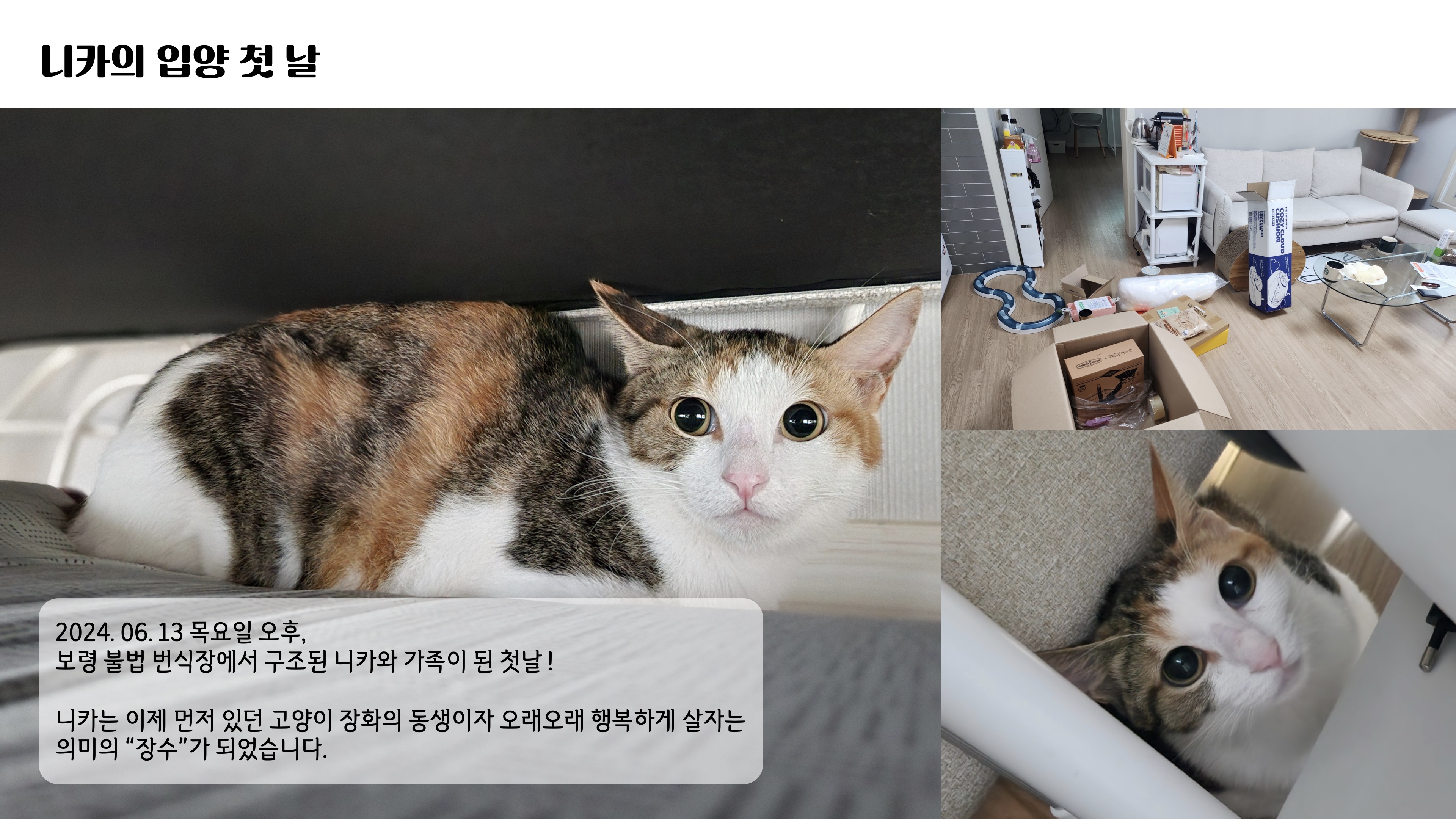 [니카] 장수 입양 일주일 후기글 ❤️