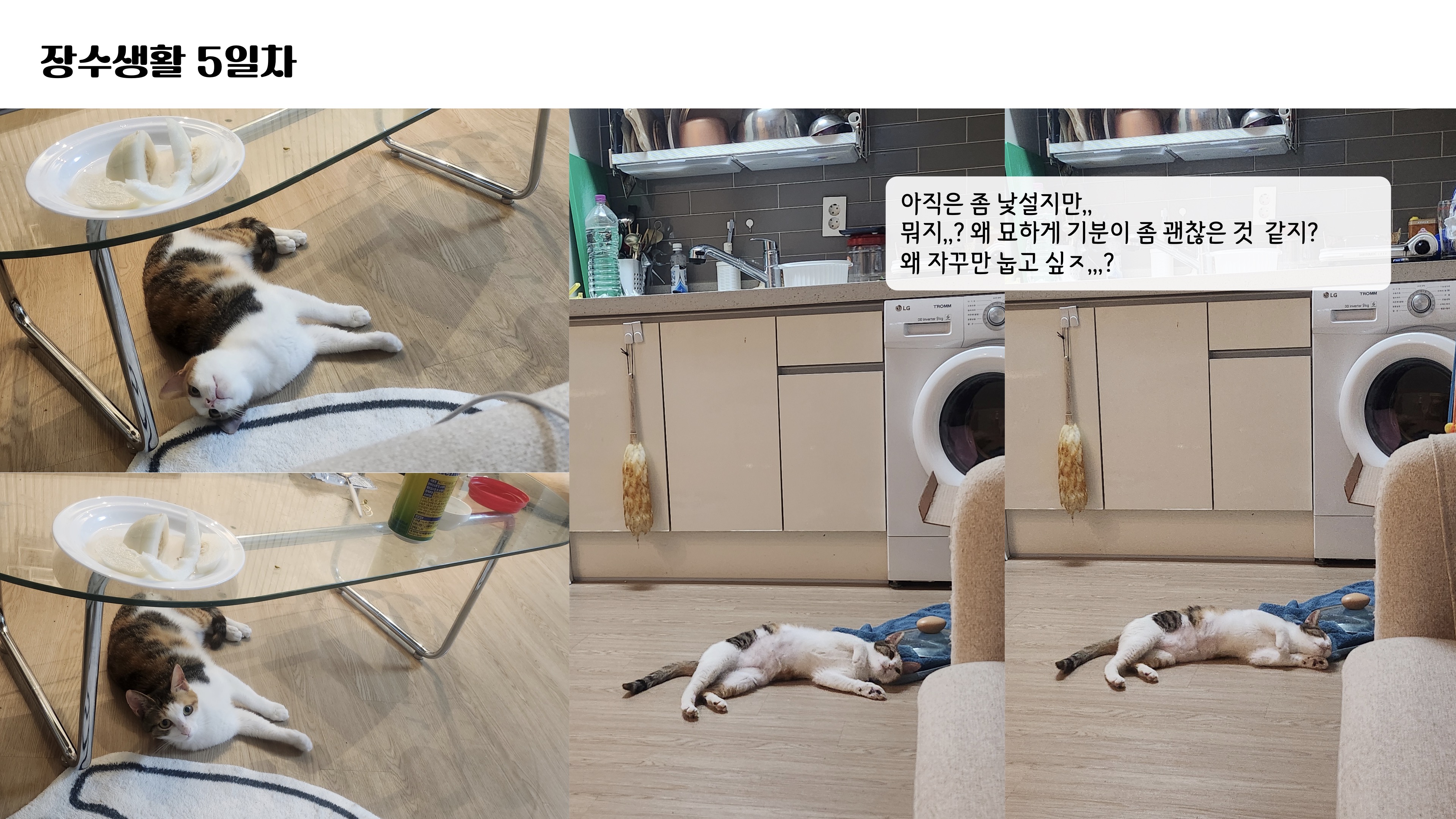 [니카] 장수 입양 일주일 후기글 ❤️