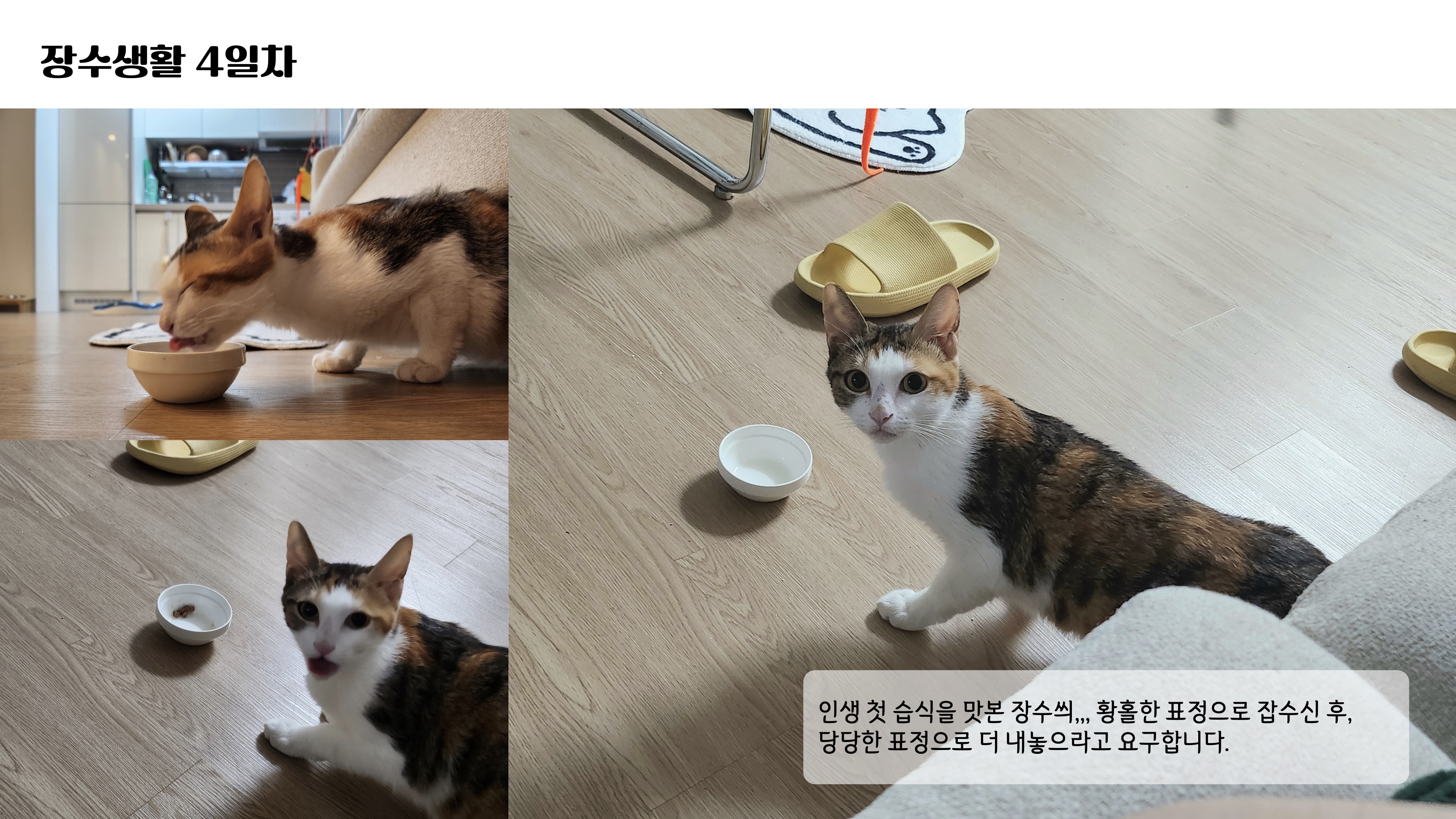 [니카] 장수 입양 일주일 후기글 ❤️